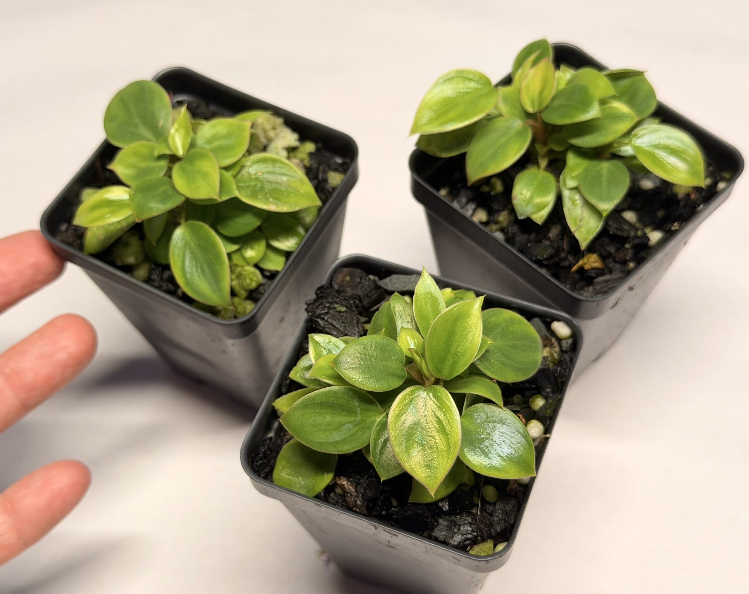 Mini Philodendron gloriosum