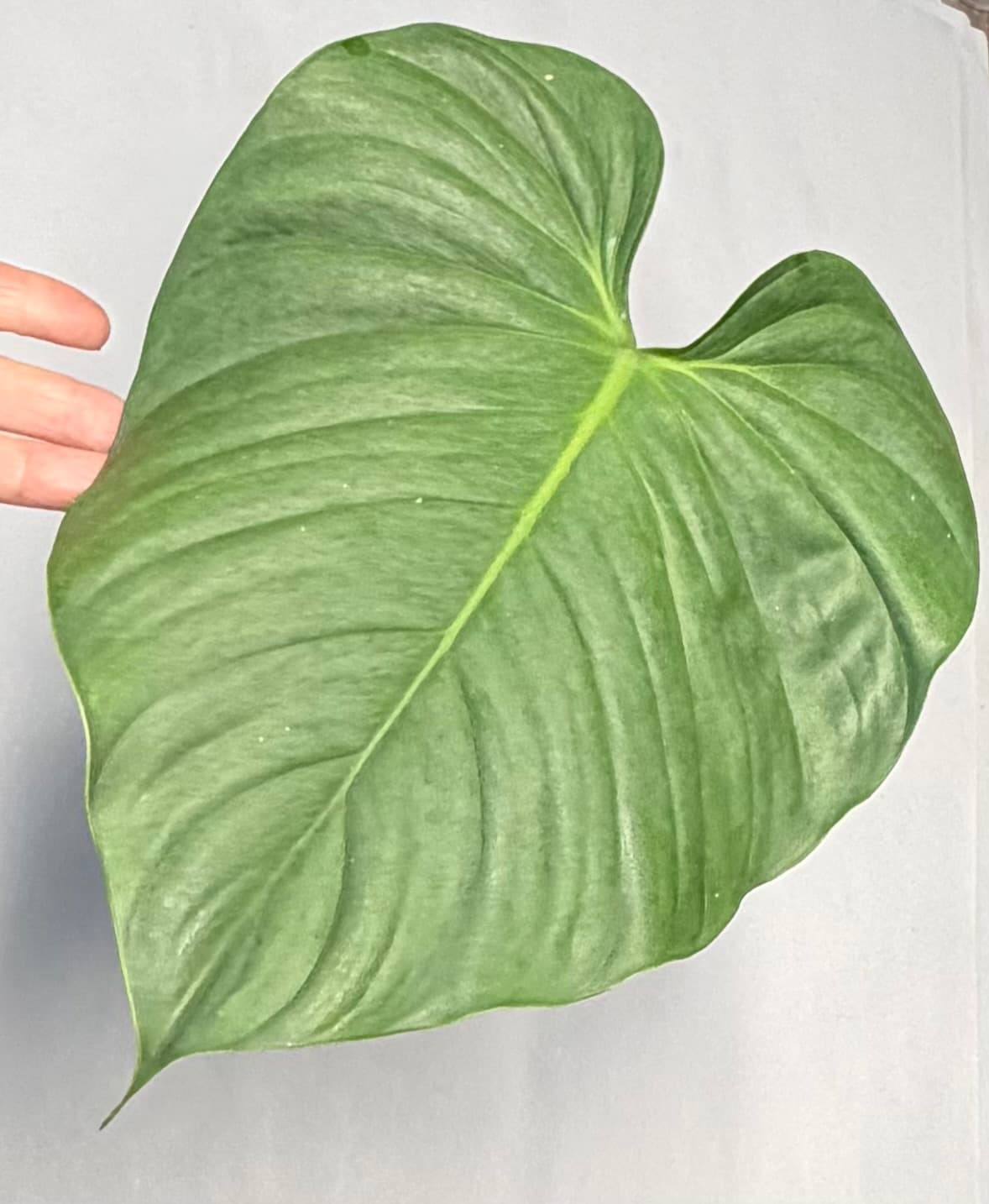 Philodendron Silver blue sp