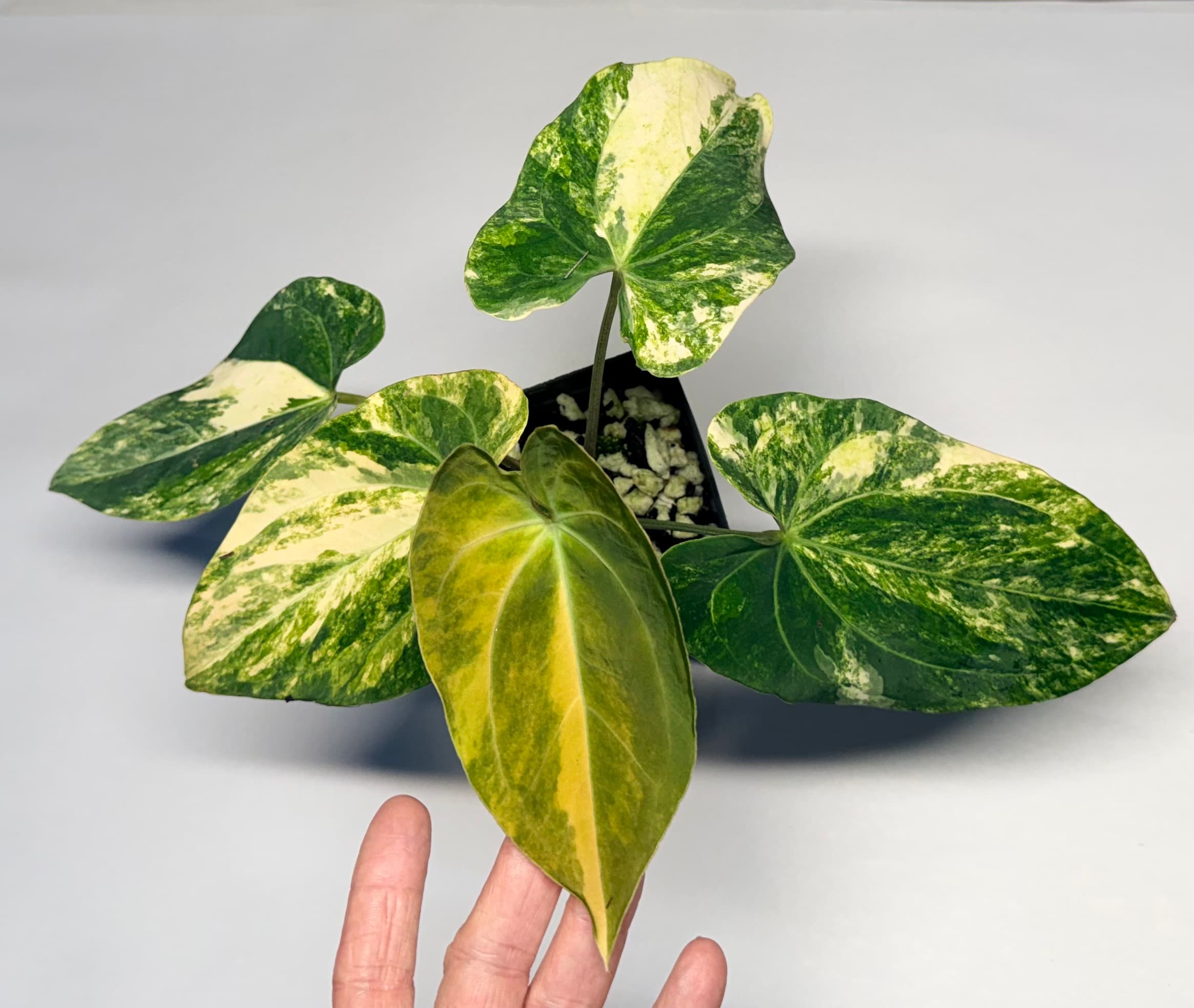 5324 Variegated Anthurium papillilaminum x Ace of Spades