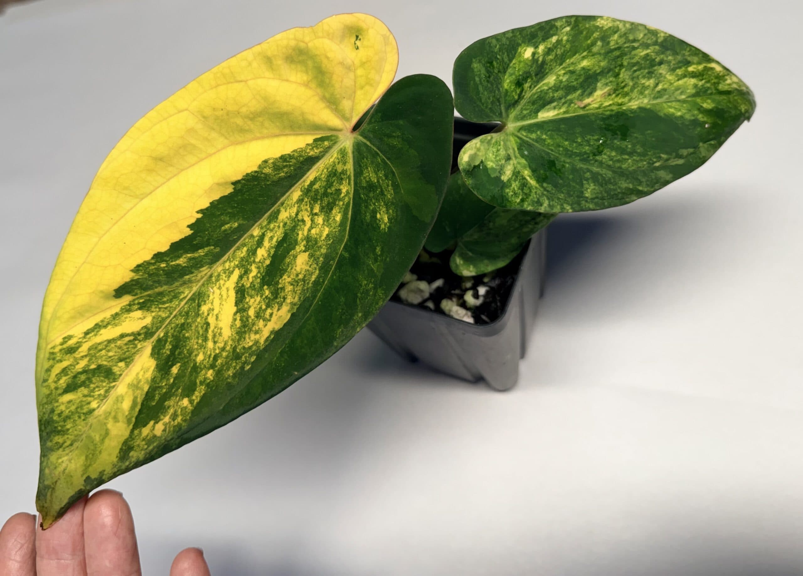 5327 Variegated Anthurium papillilaminum x BVEP