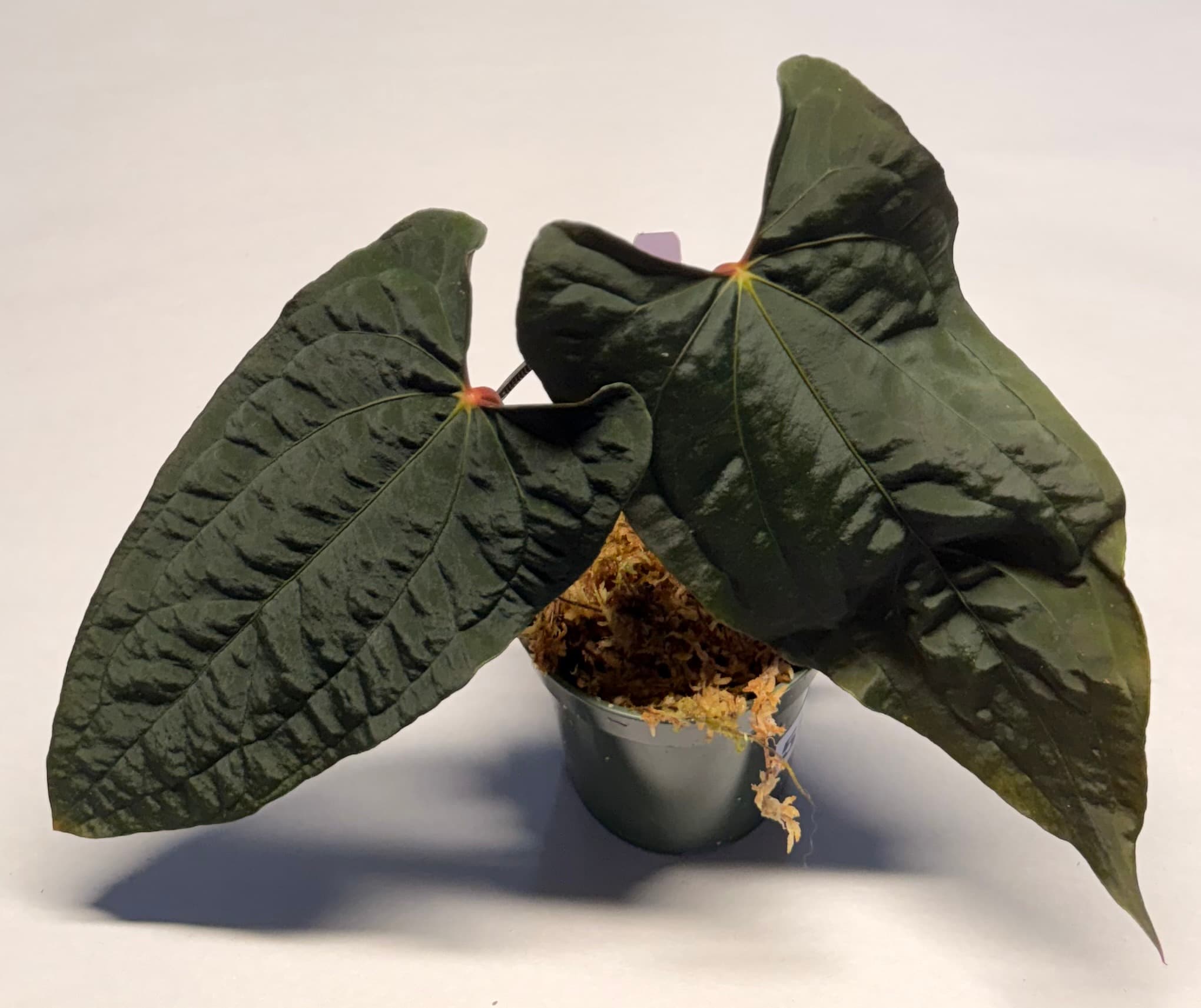 5566 Anthurium RVDP self