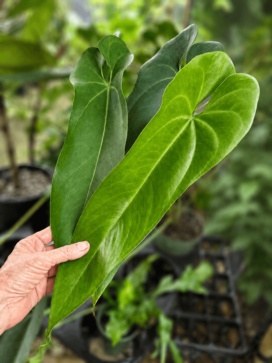 5 fresh seeds Anthurium verapazense