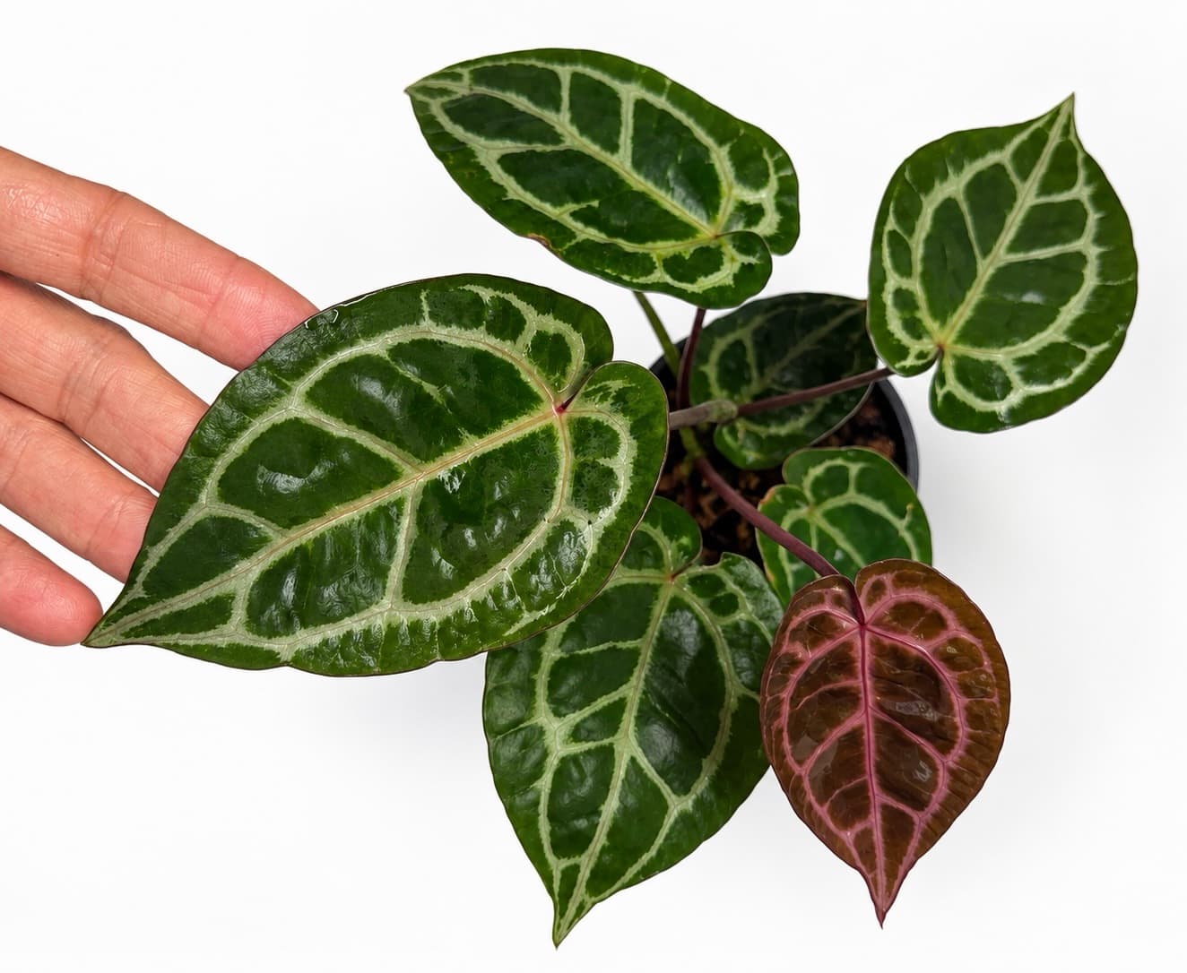 5687 Anthurium Tim Anderson Wonderboy lineage