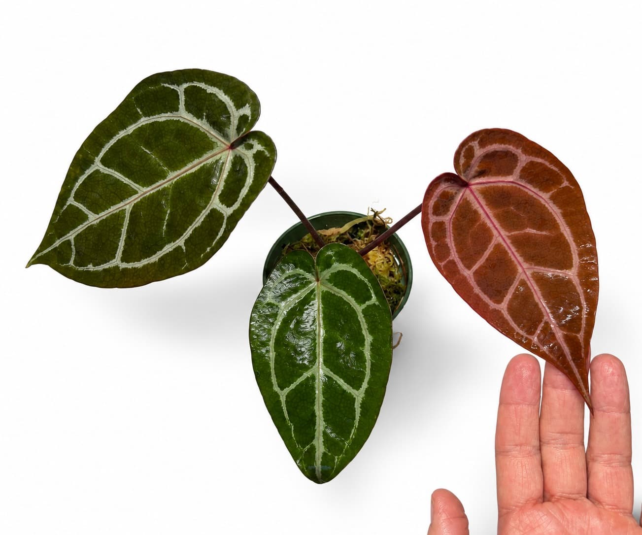 5688 Anthurium Tim Anderson Wonderboy lineage