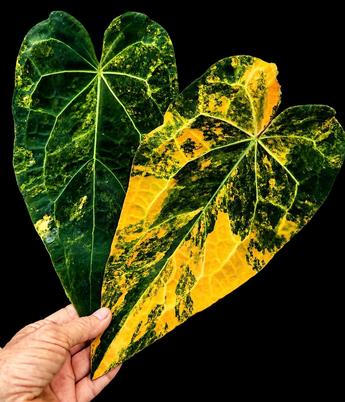 5672 Anthurium Fwooper