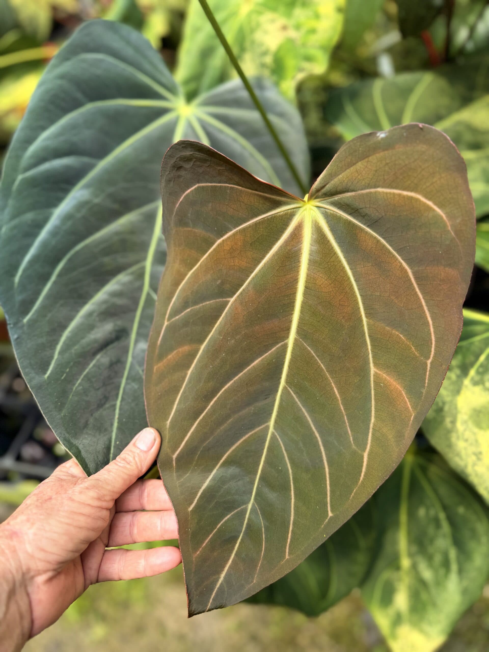 Anthurium carlablackiae x NSE portillae selfed seedlings