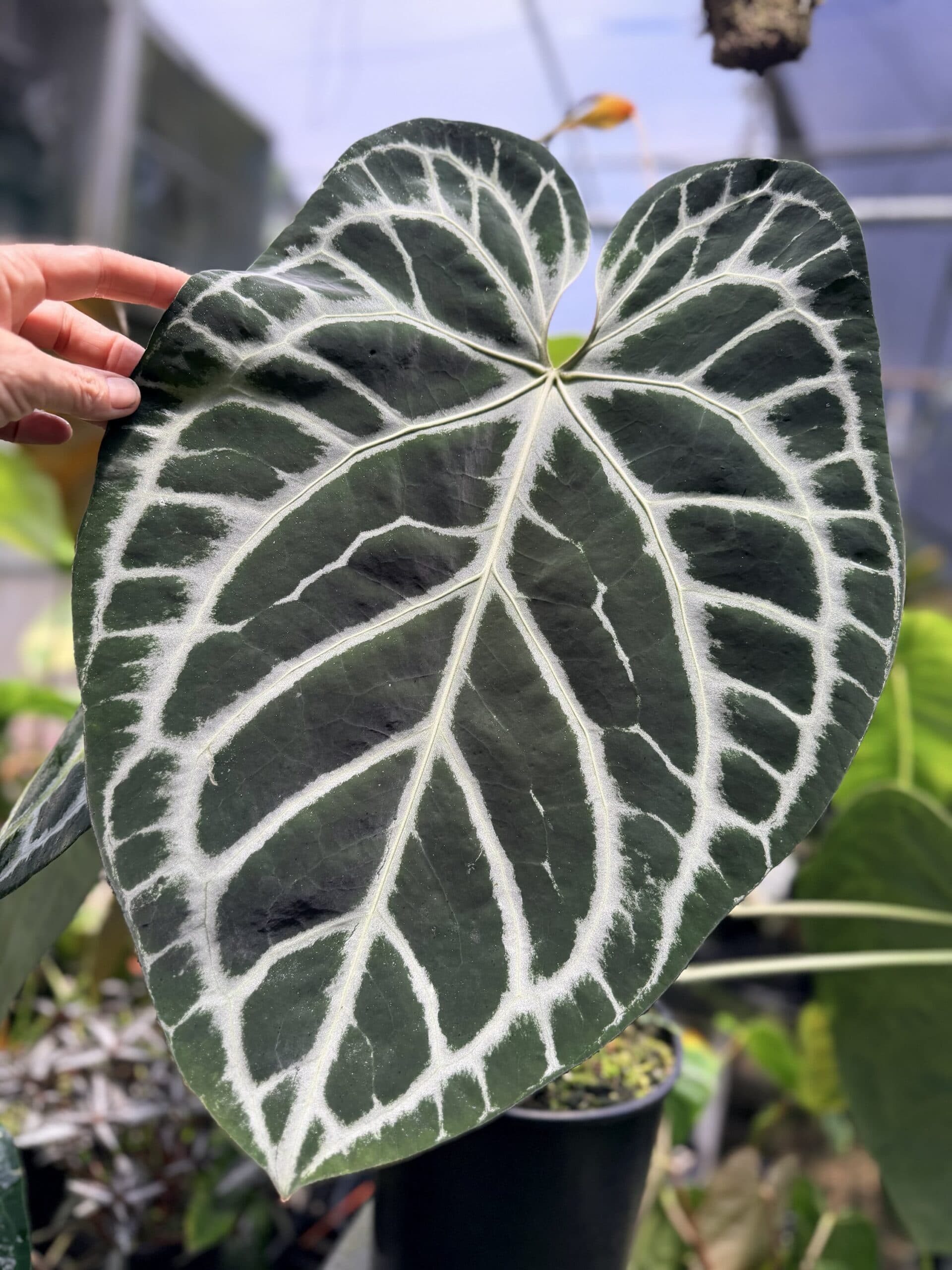 Anthurium ‘NSE big silver’ – self