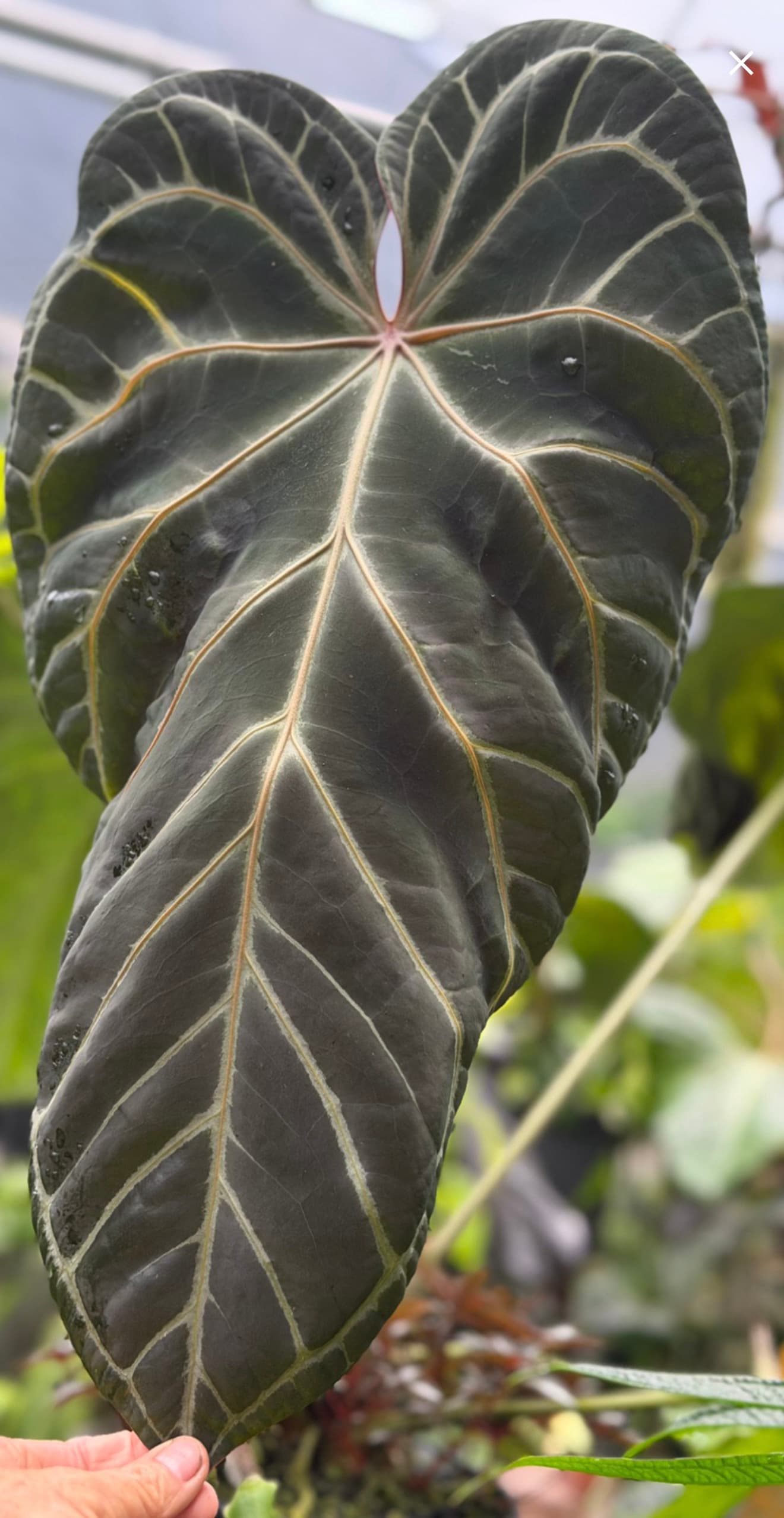 5 sprouted seeds Anthurium NSE Curly – self