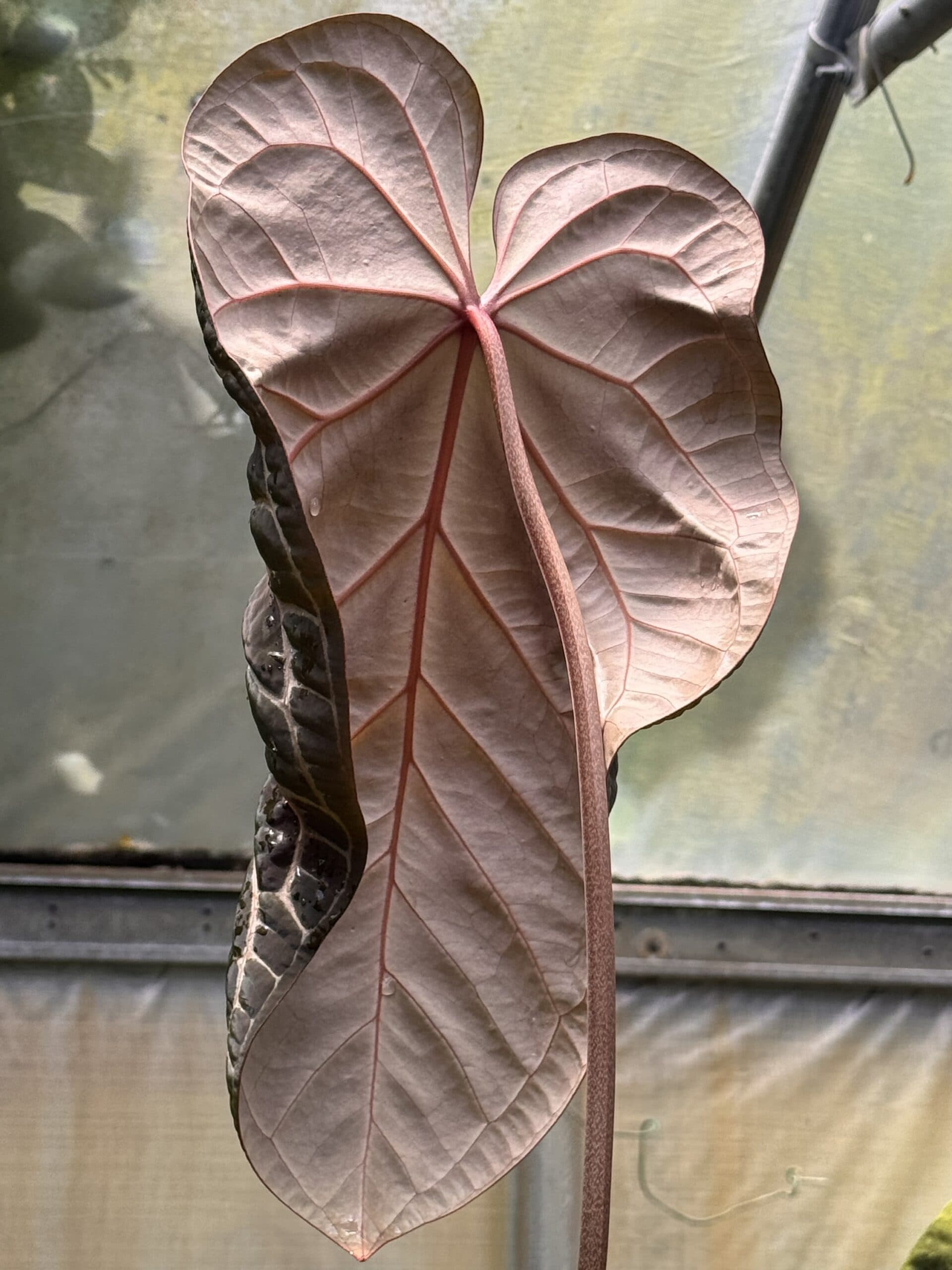 5 sprouted seeds Anthurium NSE Curly – self - thumbnail 2