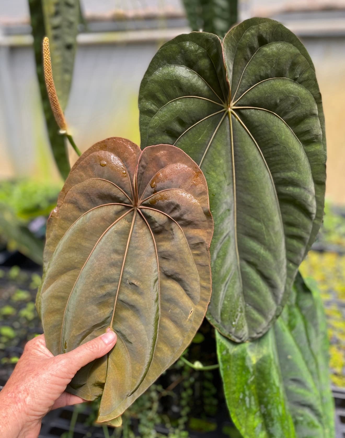 Anthurium dressleri x cirinoi