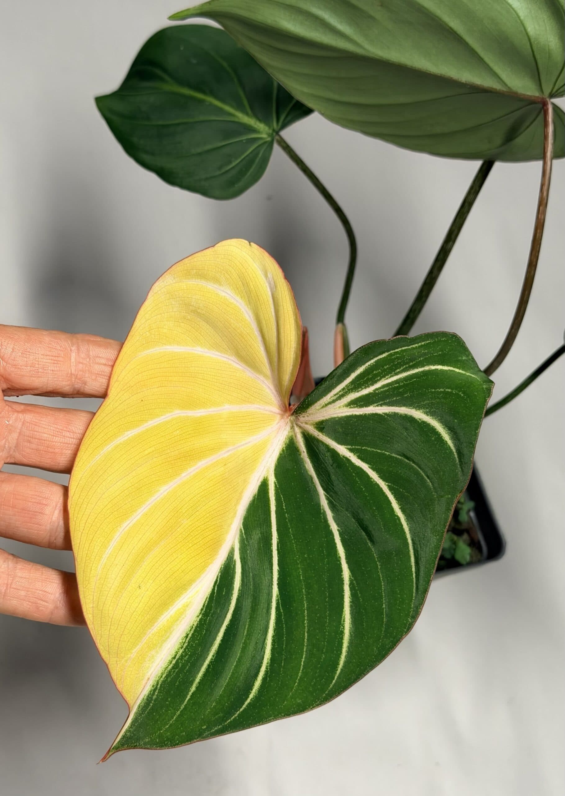 5561 Philodendron gloriosum type 1