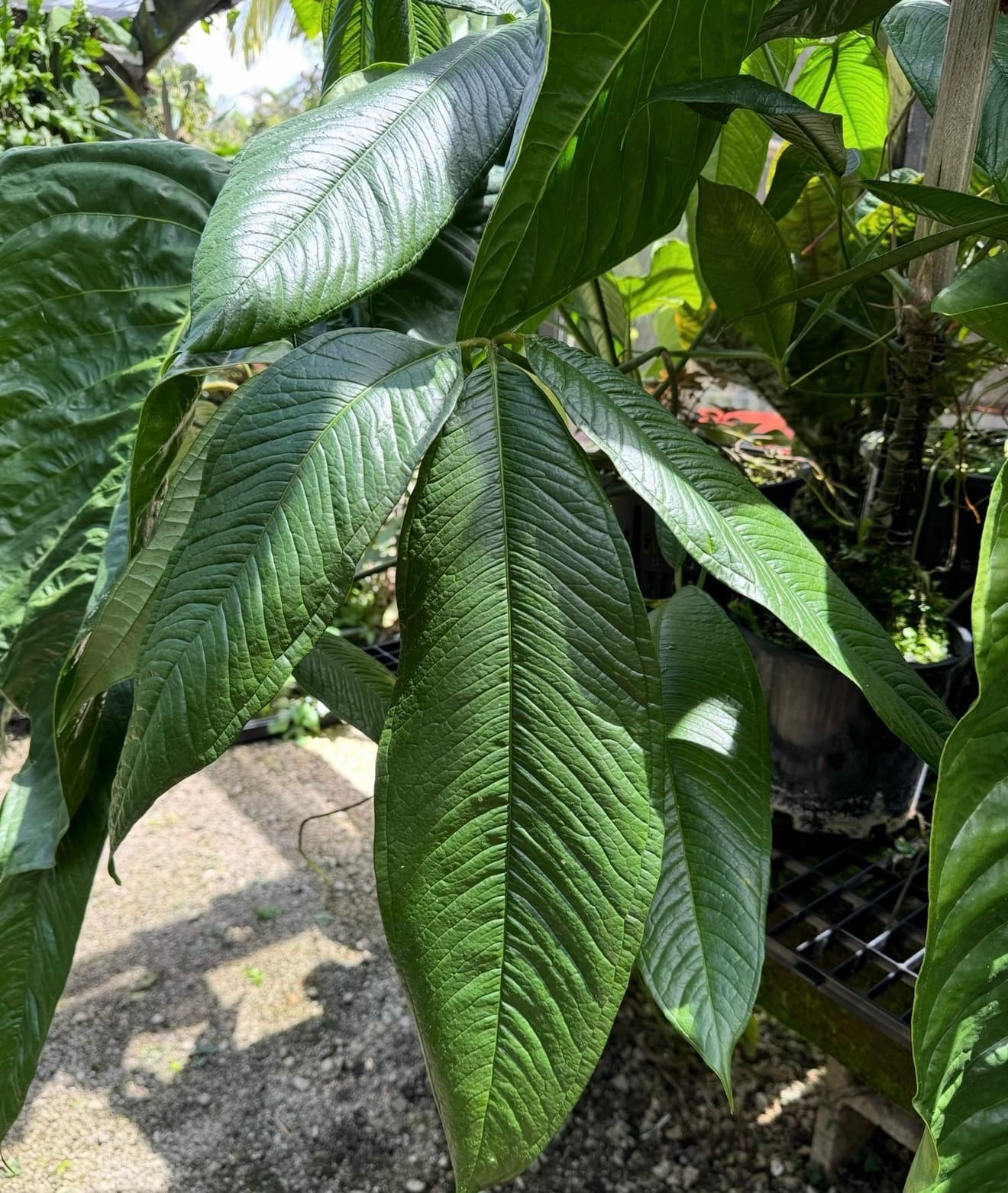 5 sprouted seeds Anthurium moonenii