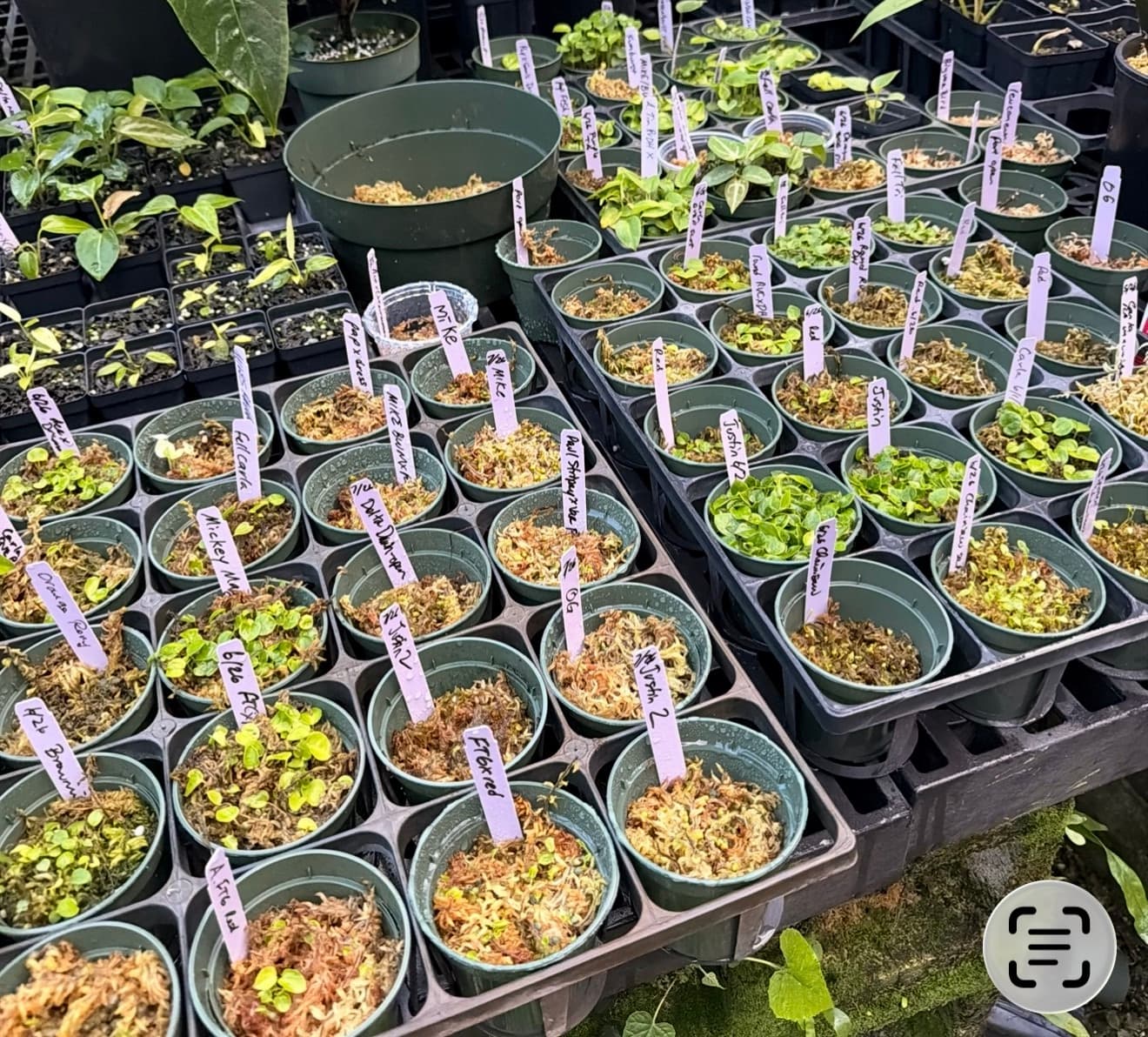5 different sets of 5 seeds, grower’s choice (that’s me!)