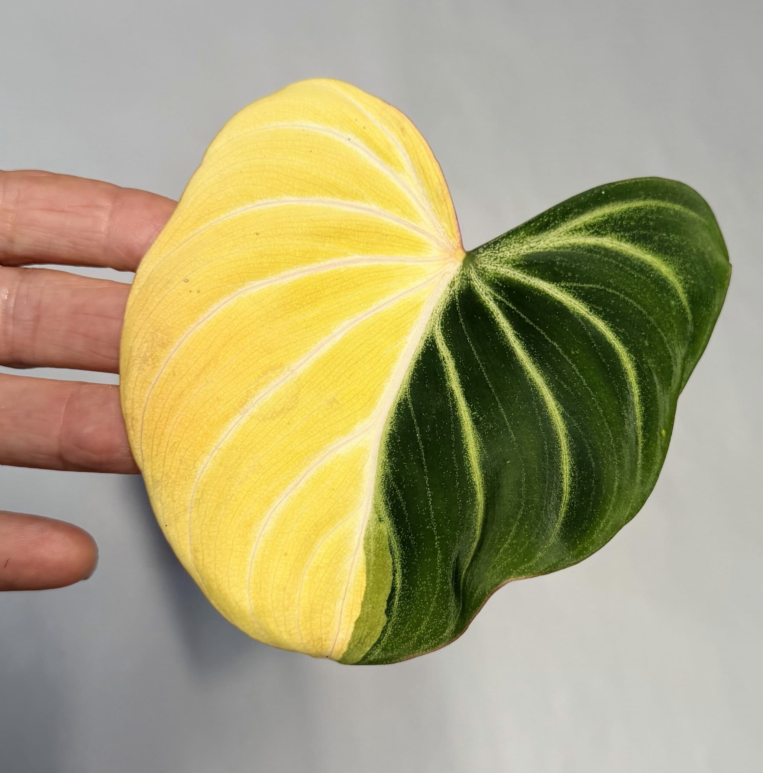 5564 Philodendron gloriosum type 1