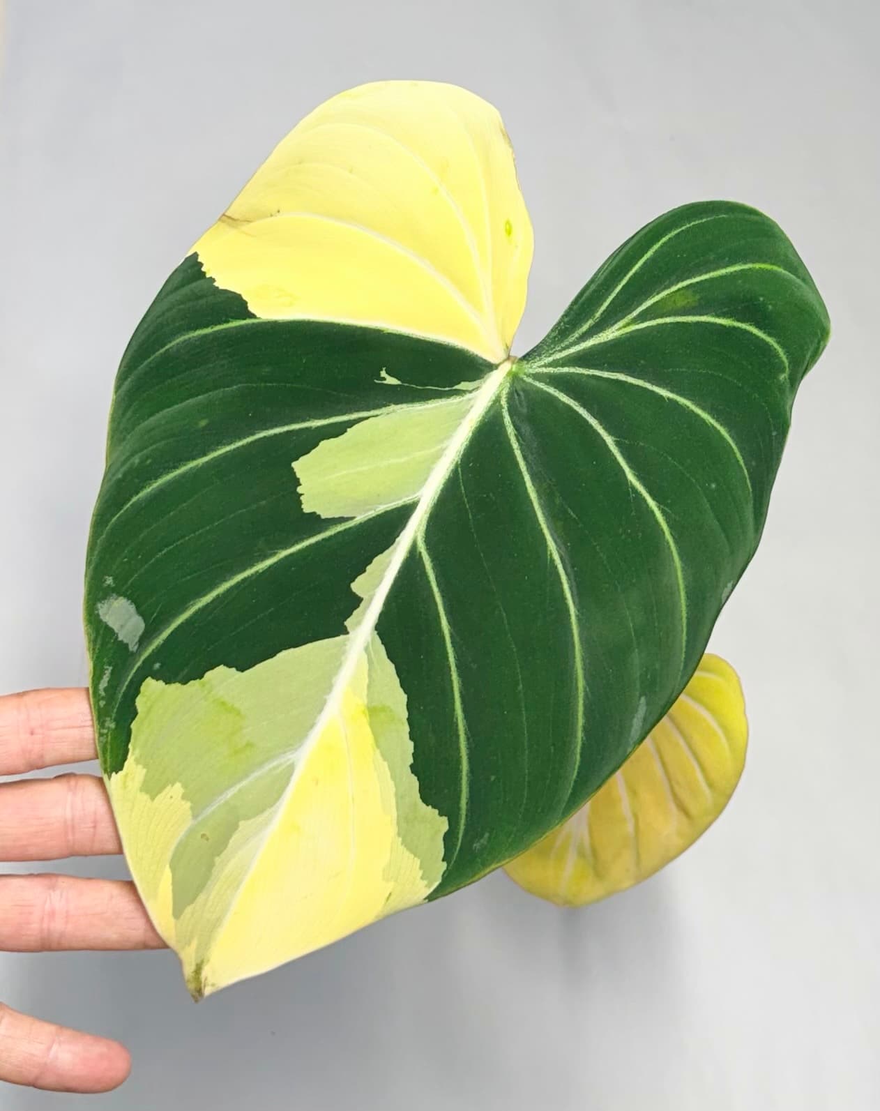 5563 Philodendron gloriosum type 1