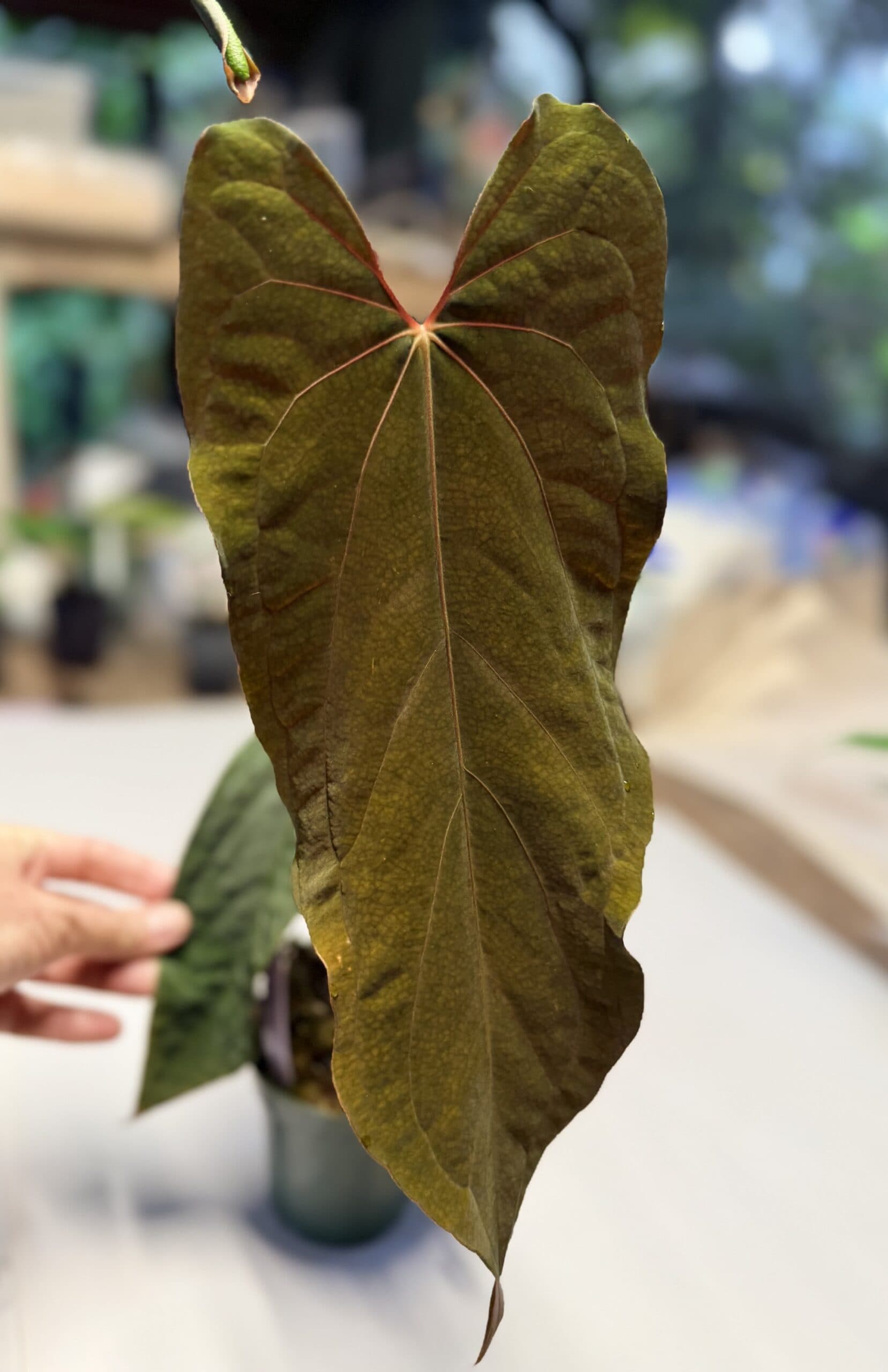 5566 Anthurium RVDP self