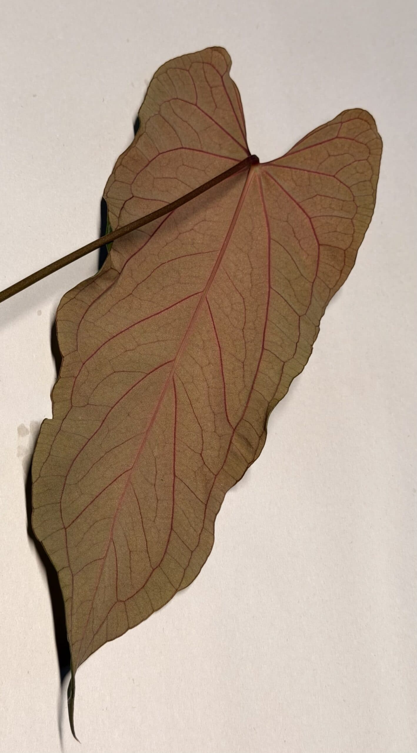 5566 Anthurium RVDP self - thumbnail 2