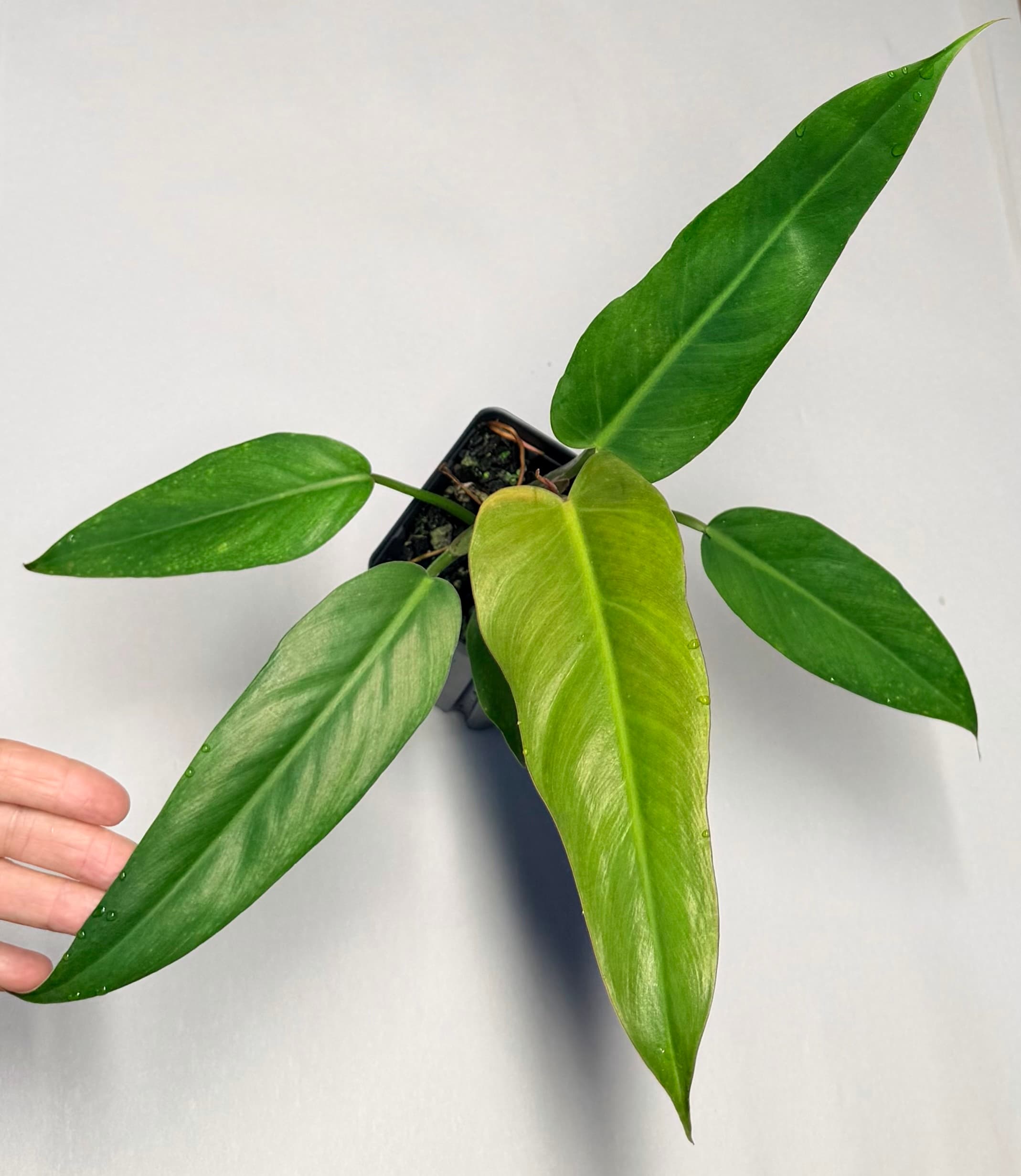 Philodendron ‘Weeks Red’ - thumbnail 3