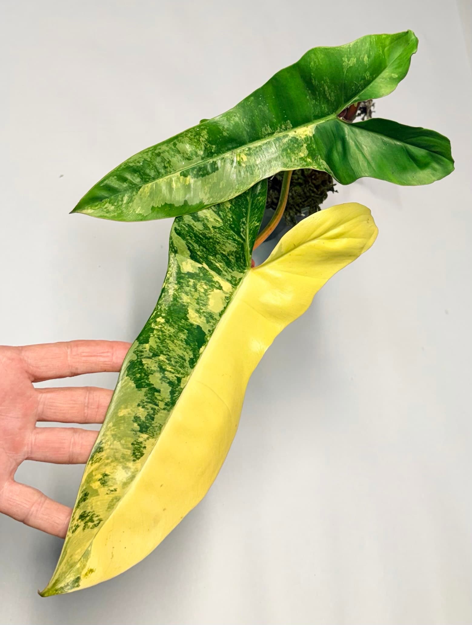 5676 Philodendron Jennifer