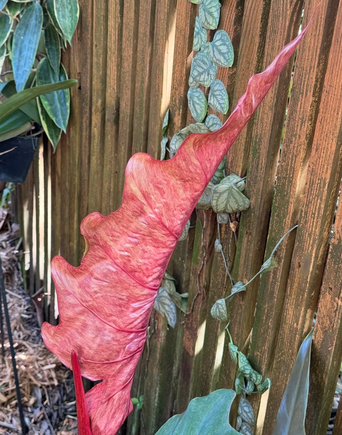 Philodendron ‘Weeks Red’