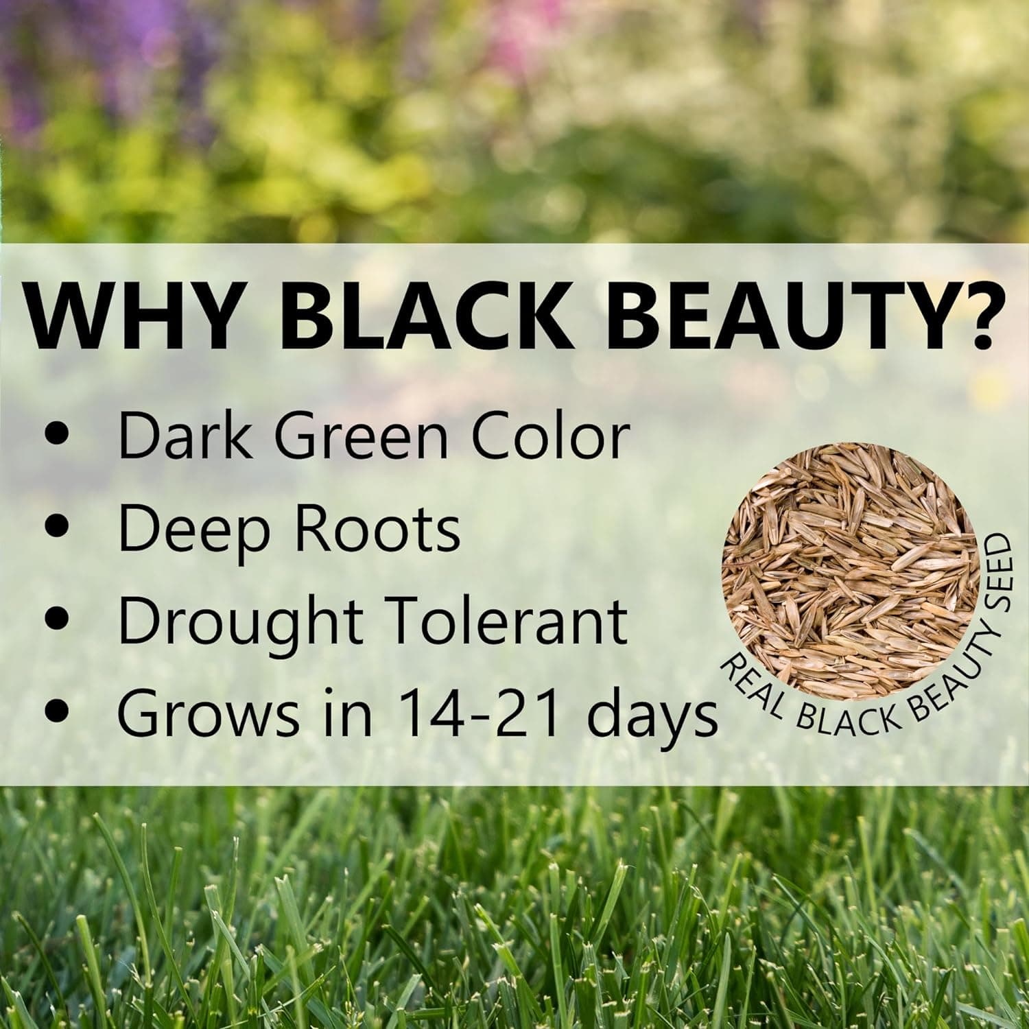 Jonathan Green Black Beauty Dense Shade Grass Seed (3lb) - thumbnail 3