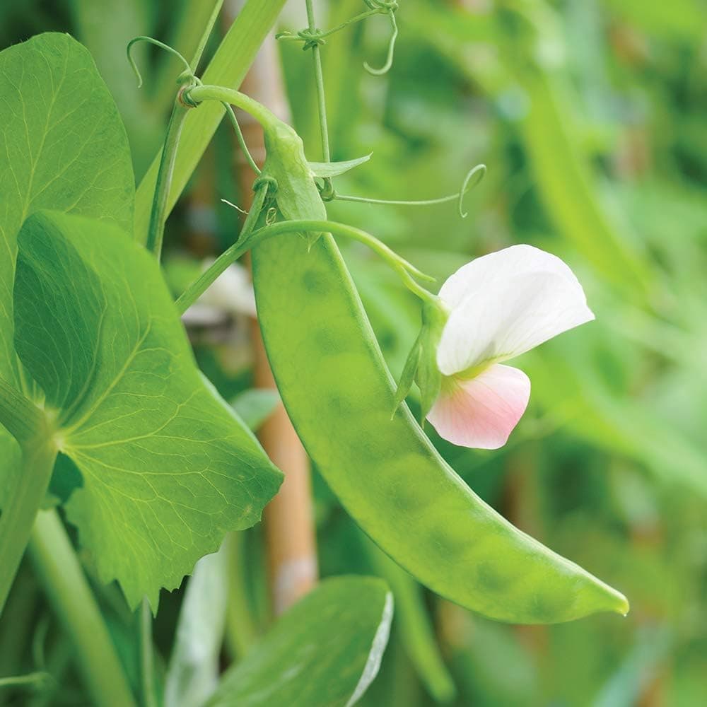 Seeds of Change Dwarf Grey Sugar Pea Pod - thumbnail 4
