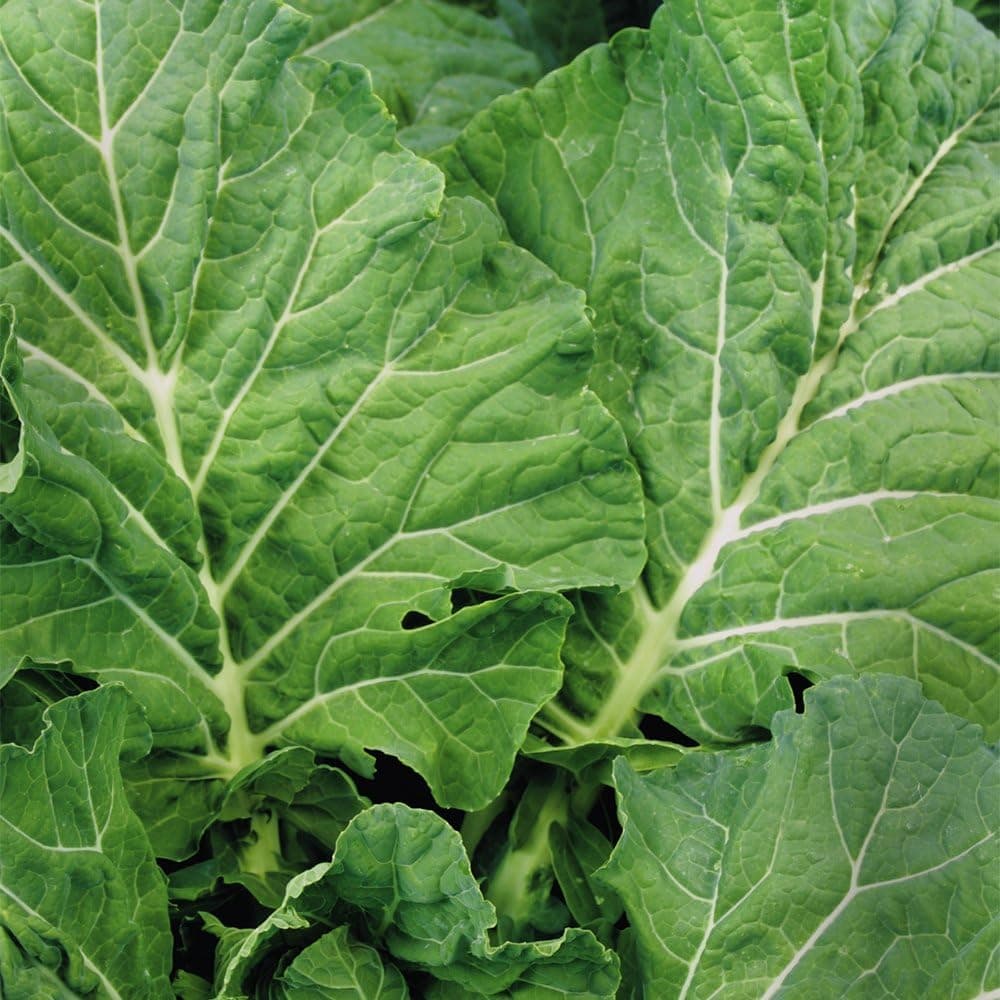 Seeds of Change Collard - thumbnail 3