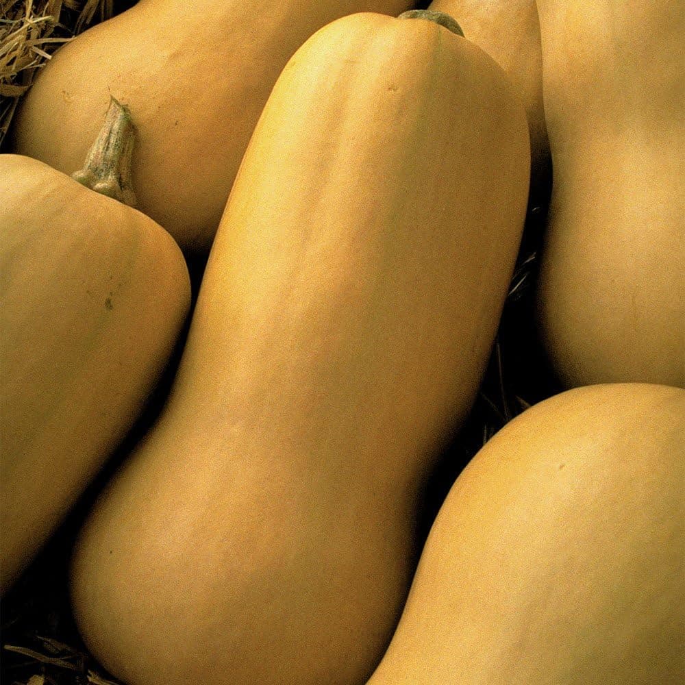 Seeds of Change Butternut Winter Squash - thumbnail 2