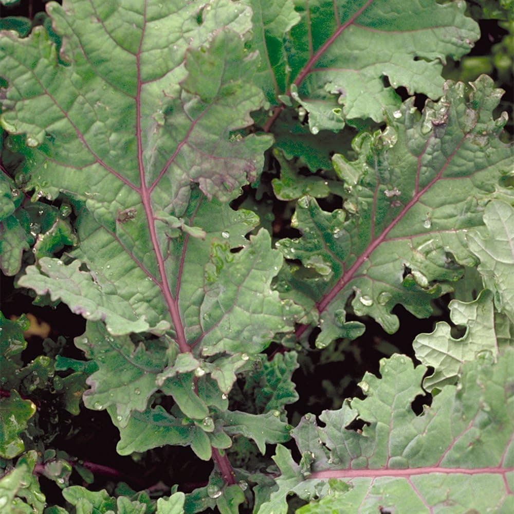 Seeds of Change Red Russian Kale - thumbnail 4