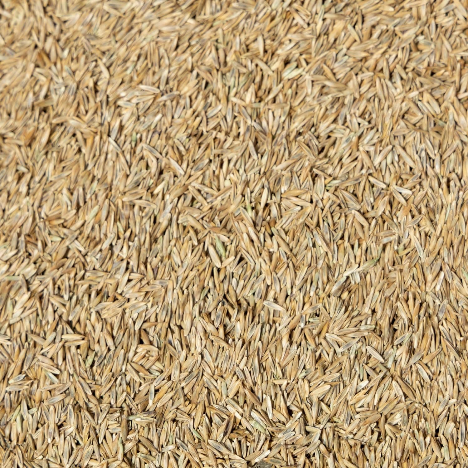 Jonathan Green Black Beauty Ultra Grass Seed (1lb) - thumbnail 6