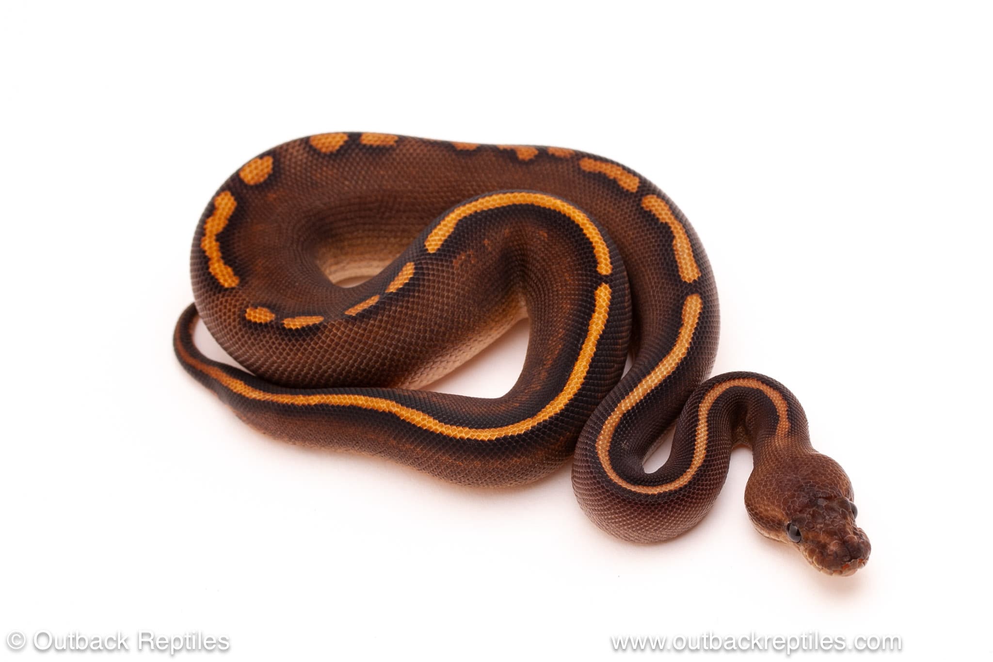 Black Pastel Cinder Yellowbelly – 130g Female