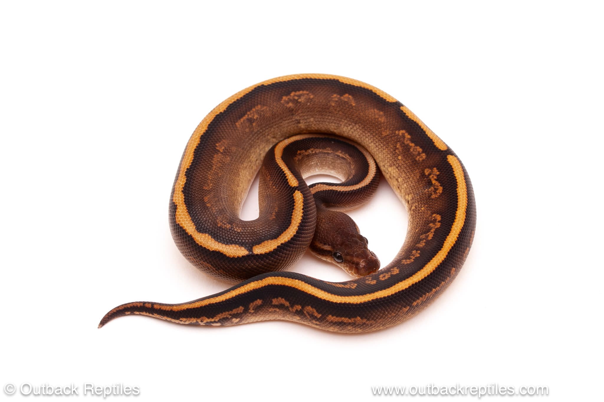 Black Pastel Cinder Yellowbelly – 135g Male