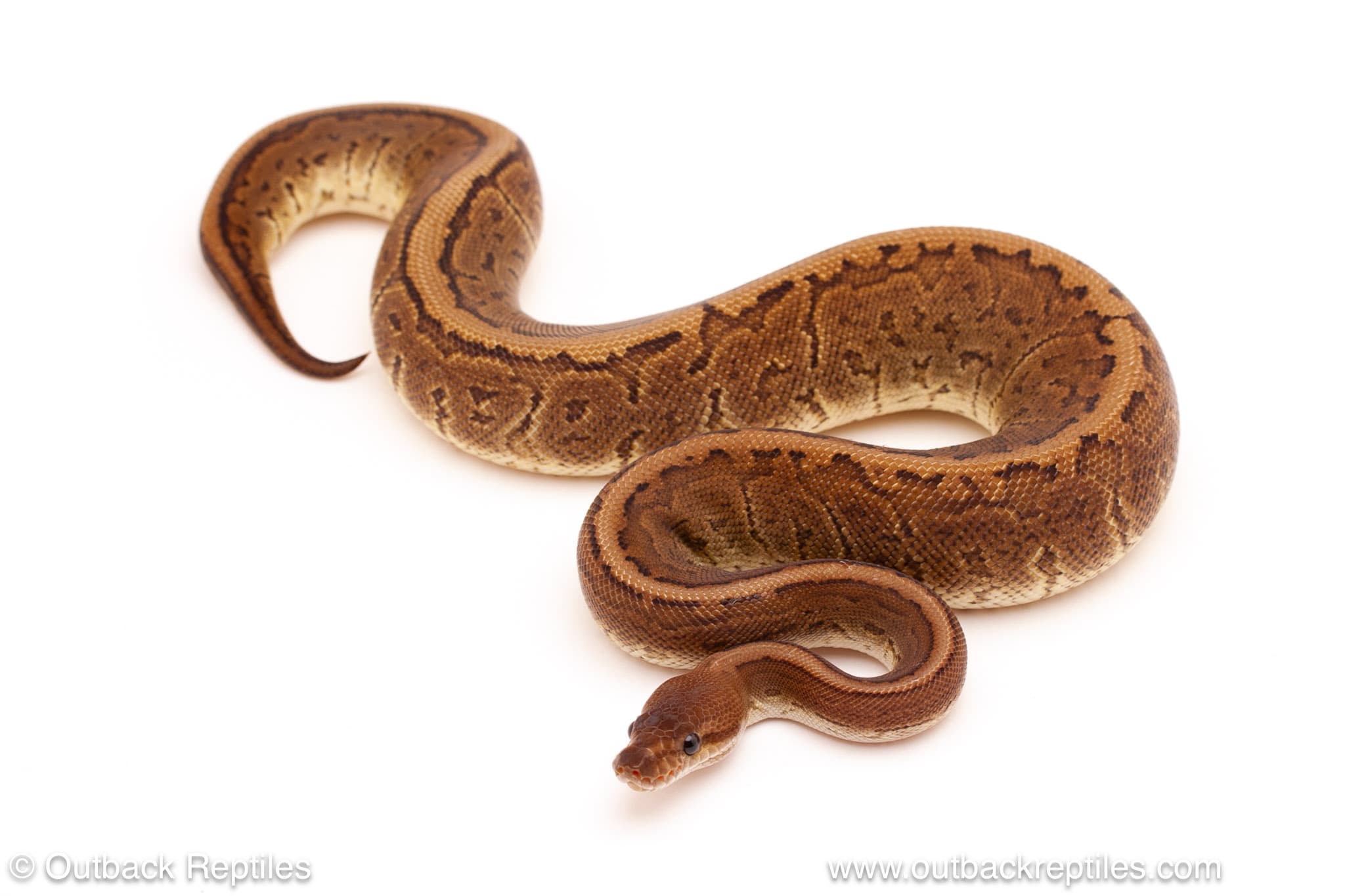 Black Pastel Pinstripe 66% het. Desert Ghost – 420g Female