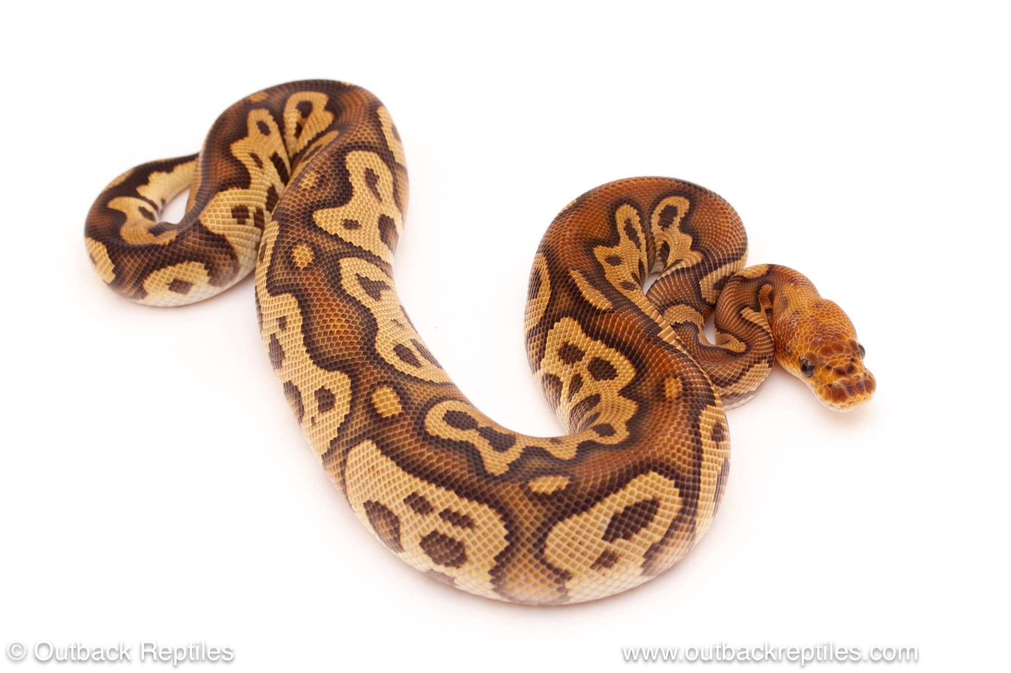 Cypress Leopard Clown – 200g Male - thumbnail 2