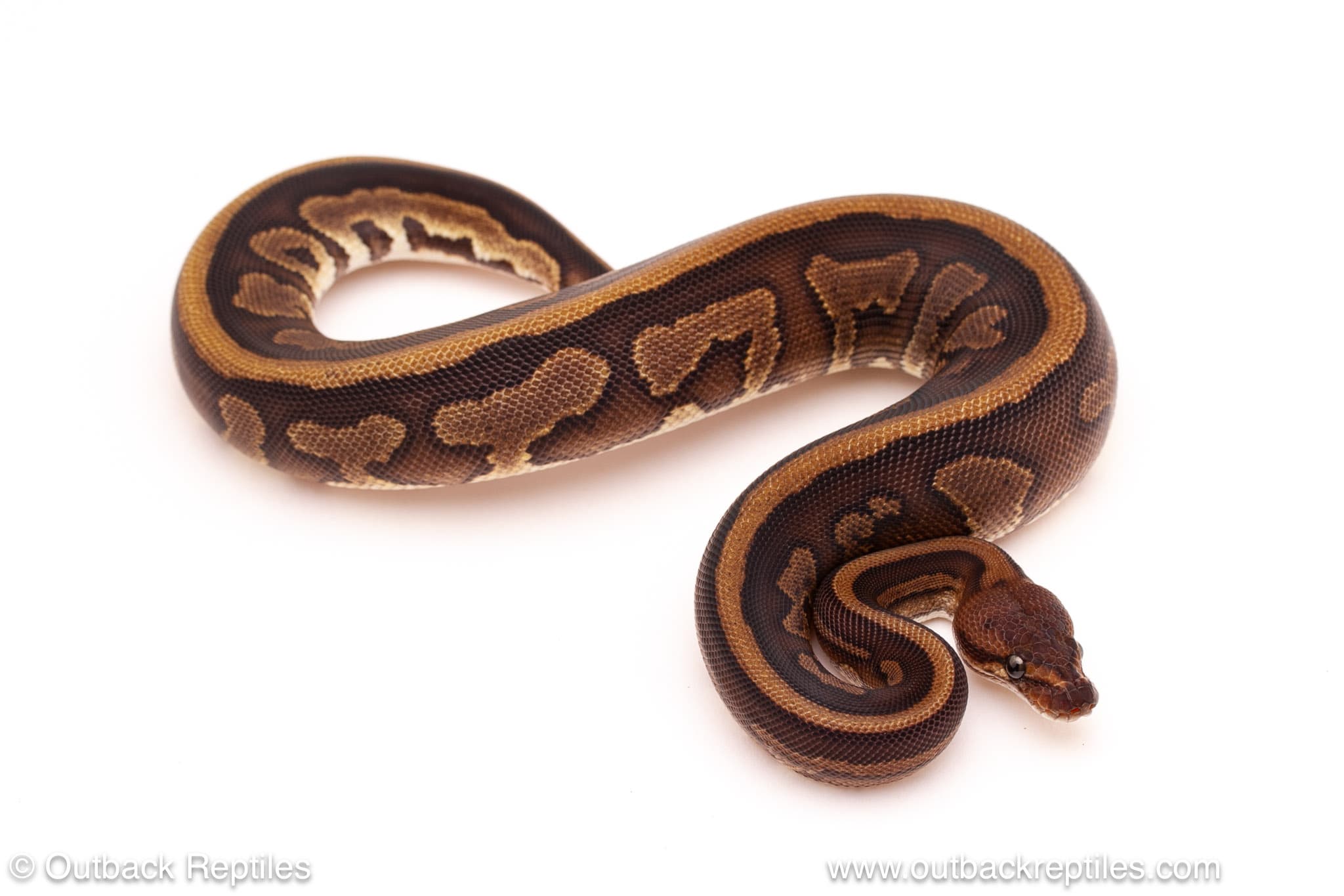 Cinder Leopard Red Stripe – 200g Female - thumbnail 2