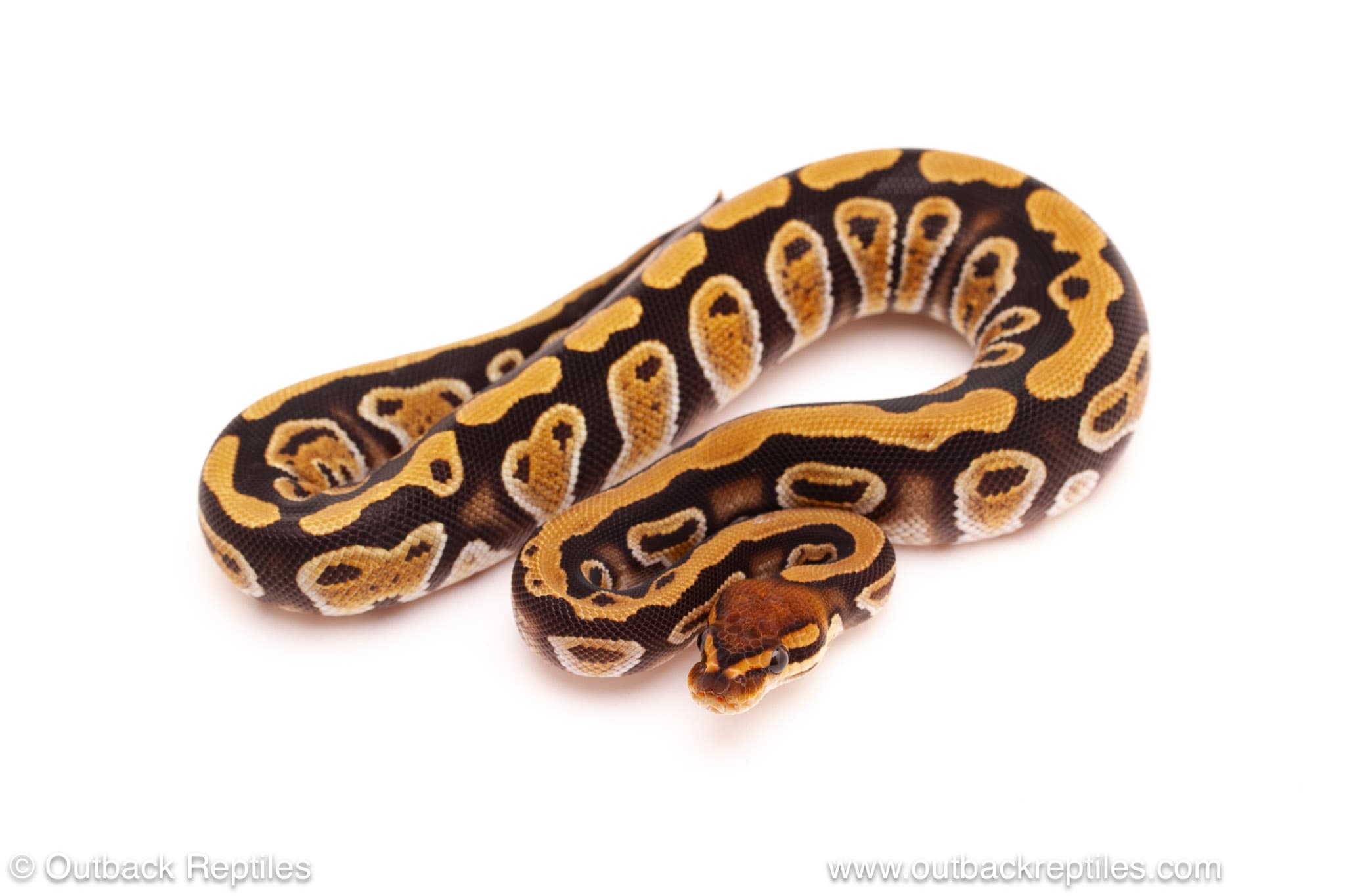 Cypress het. Clown – 110g Female - thumbnail 2