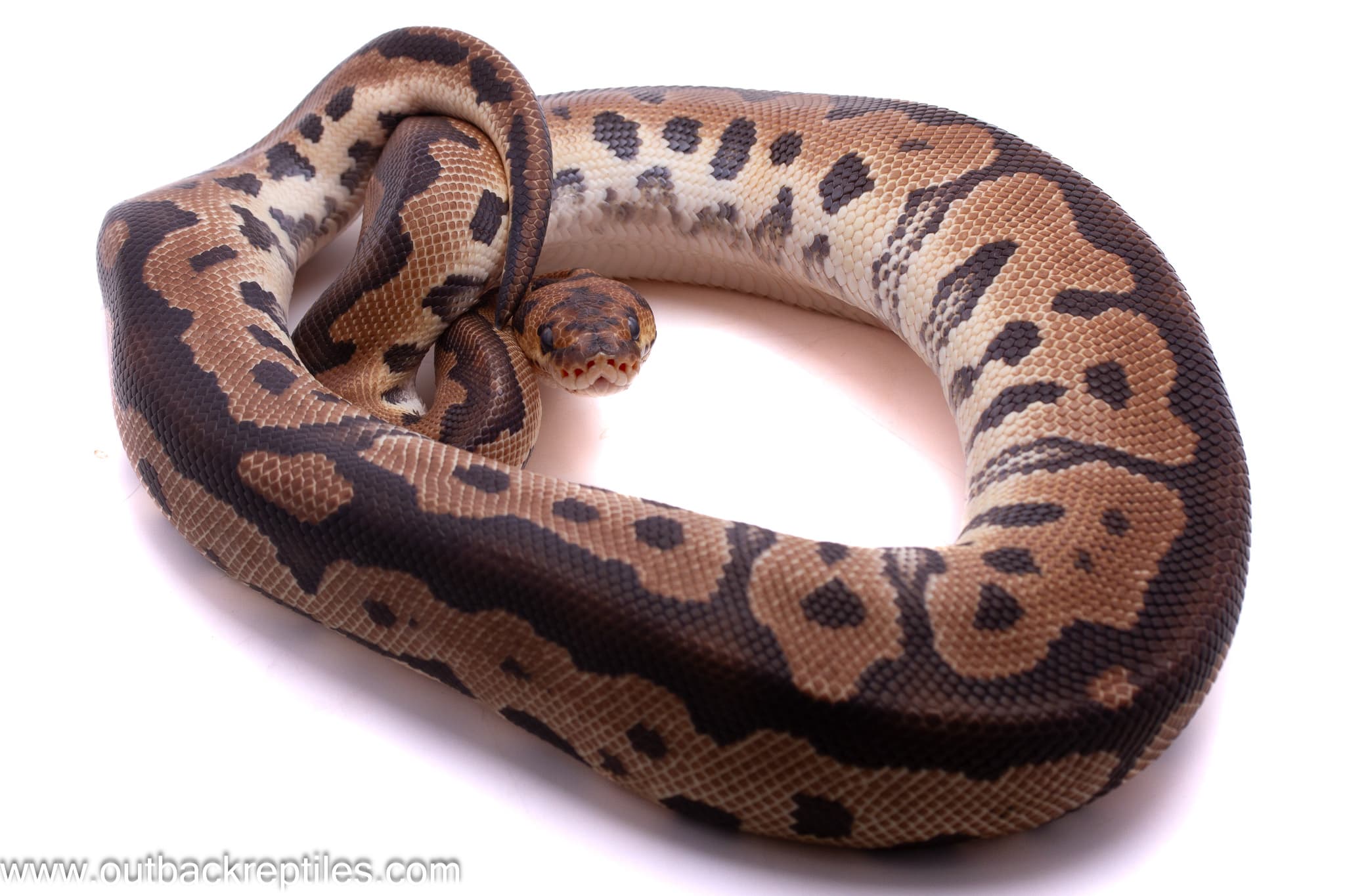 Clown – Female