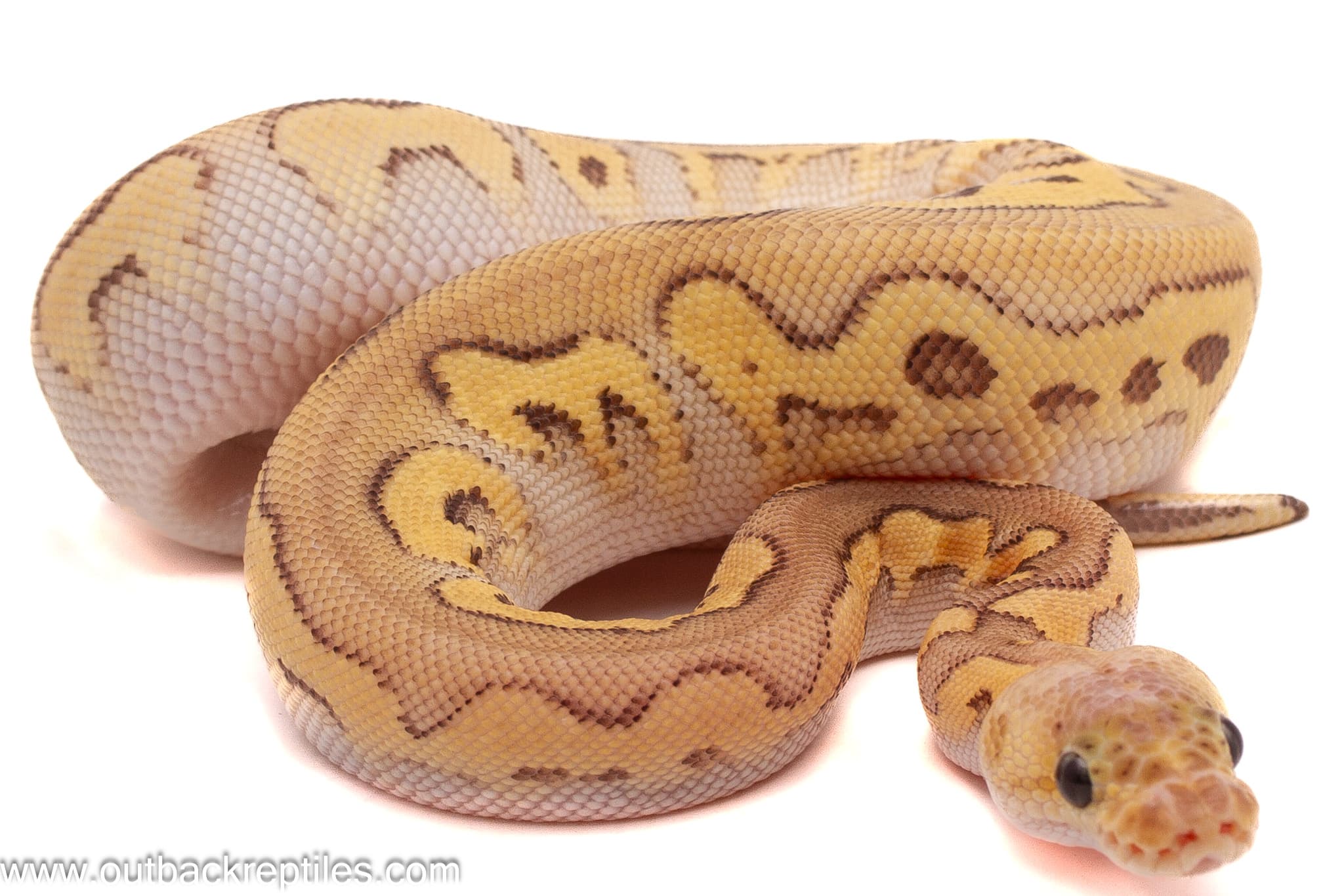 Pastel Special Clown – Female