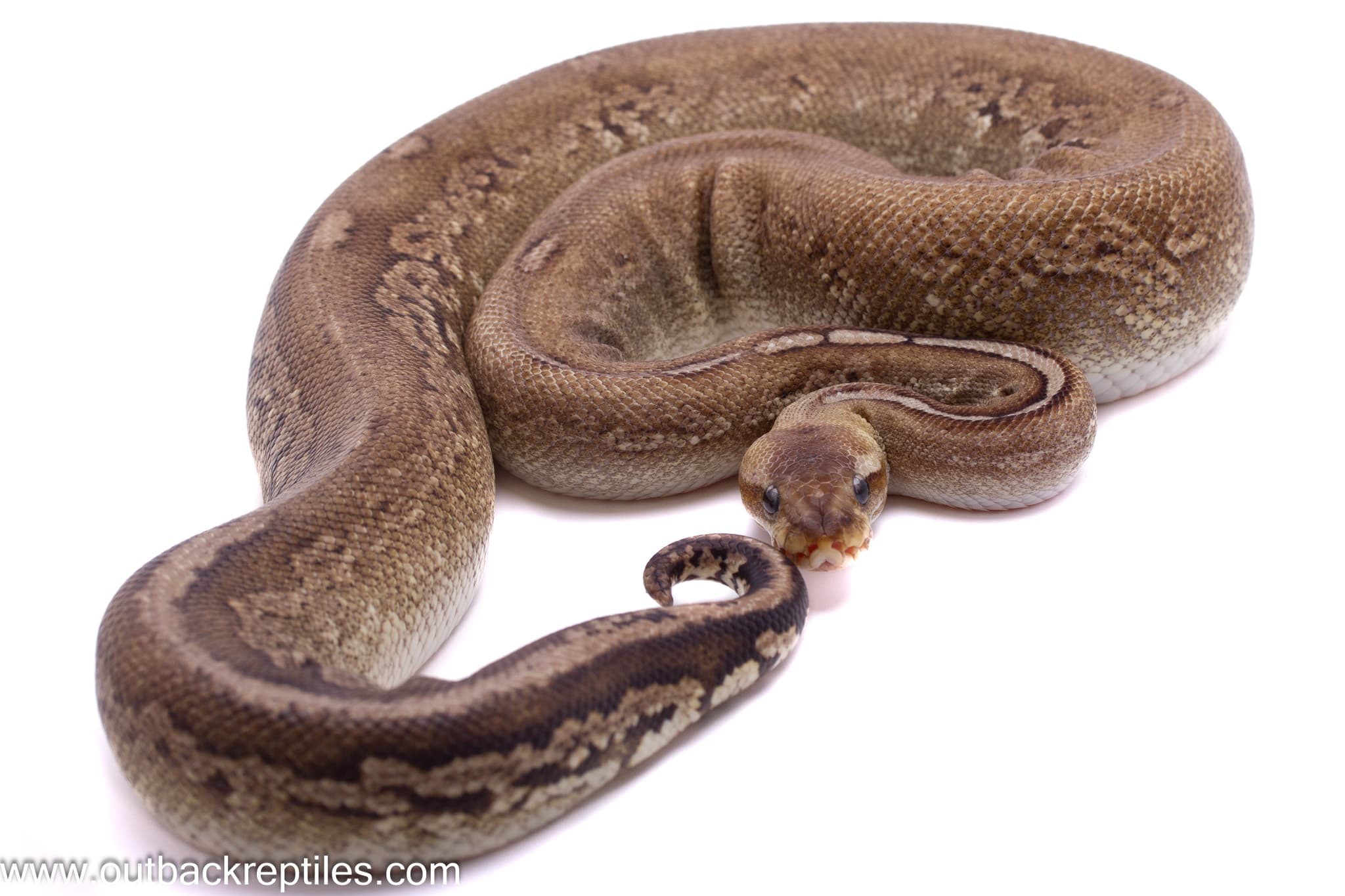 Silver Cinder Het Clown – Female