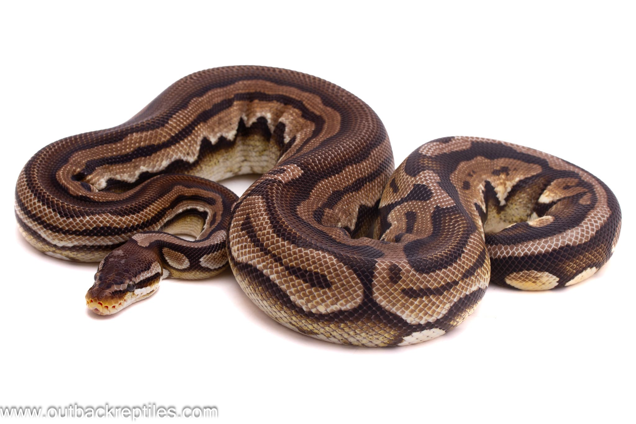 Pewter Tri-Stripe – Male - thumbnail 2