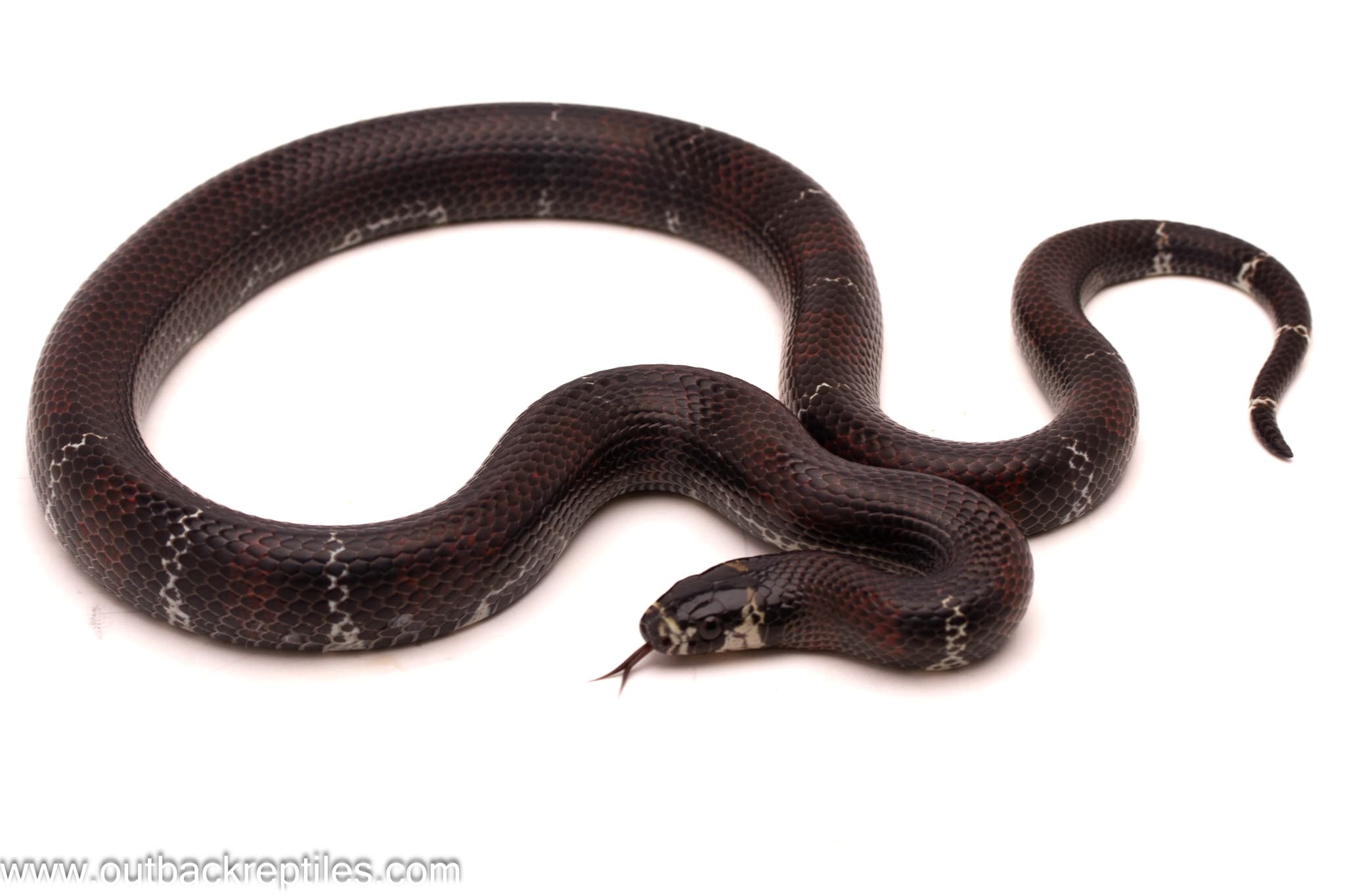 2025 Black Milksnake- Male