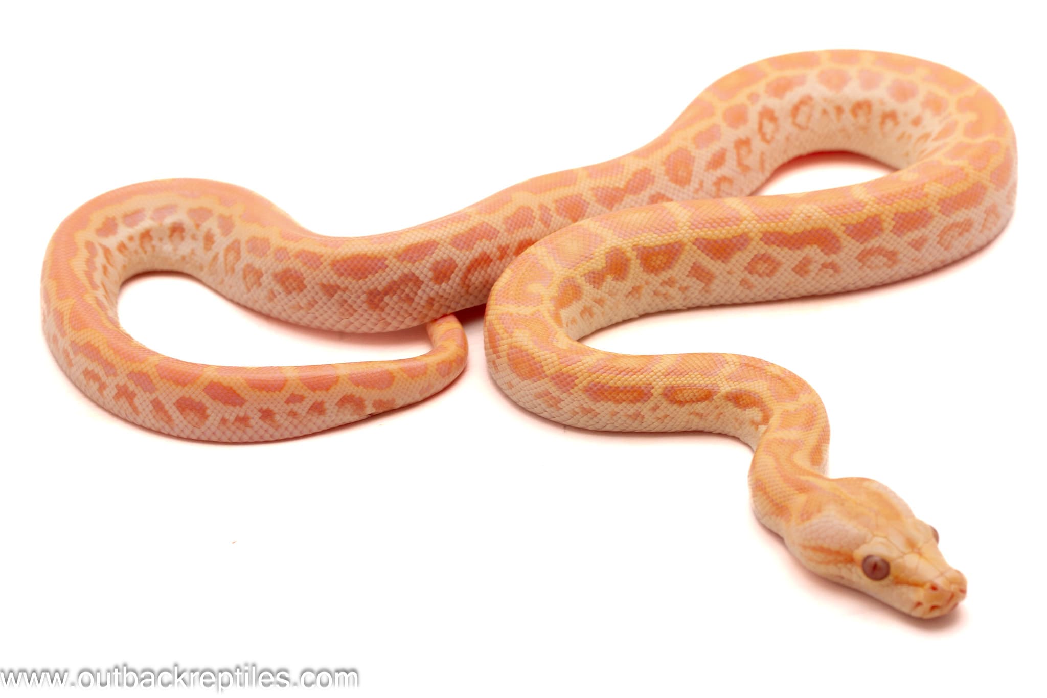 2026 Pearl Albino Burmese Python- Male 1 - thumbnail 2