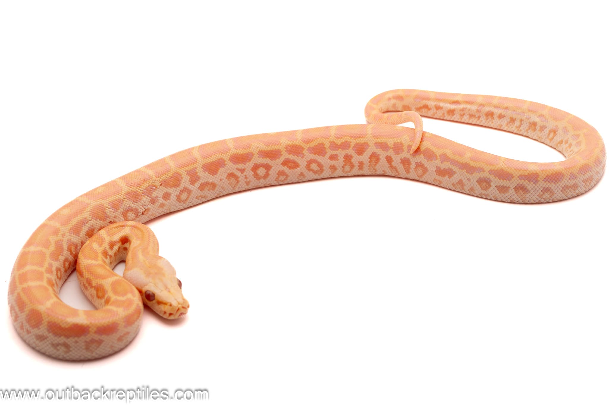 2026 Pearl Albino Burmese Python- Male 2