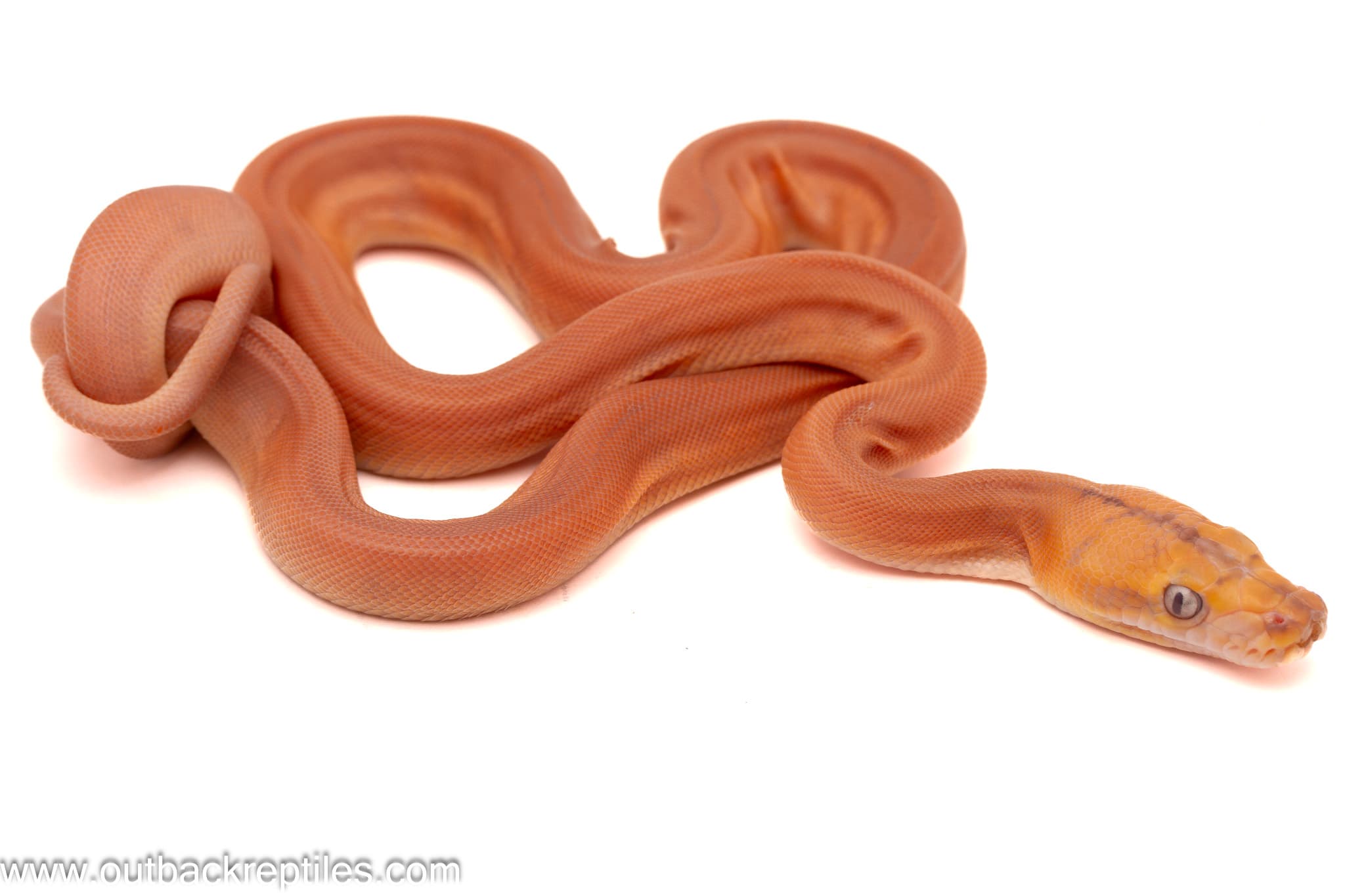 2026 Orange Glow Goldenchild Sunfire Reticulated Python- Male