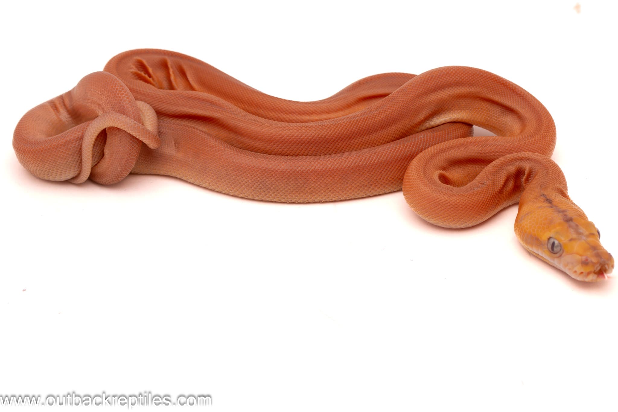 2026 Orange Glow Goldenchild Sunfire Reticulated Python- Male - thumbnail 2
