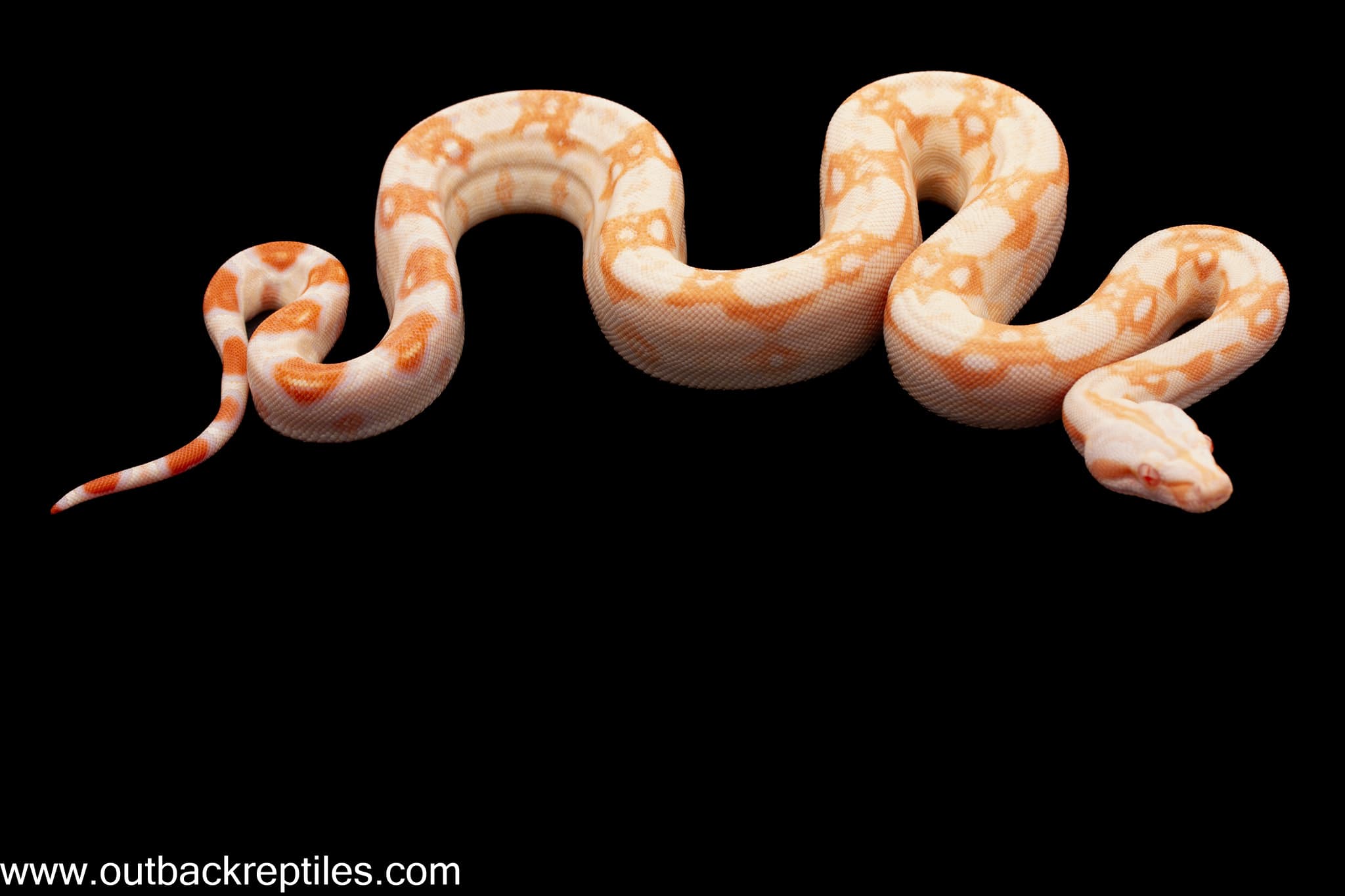 2026 Sharp Albino Columbian Boa- Female 1