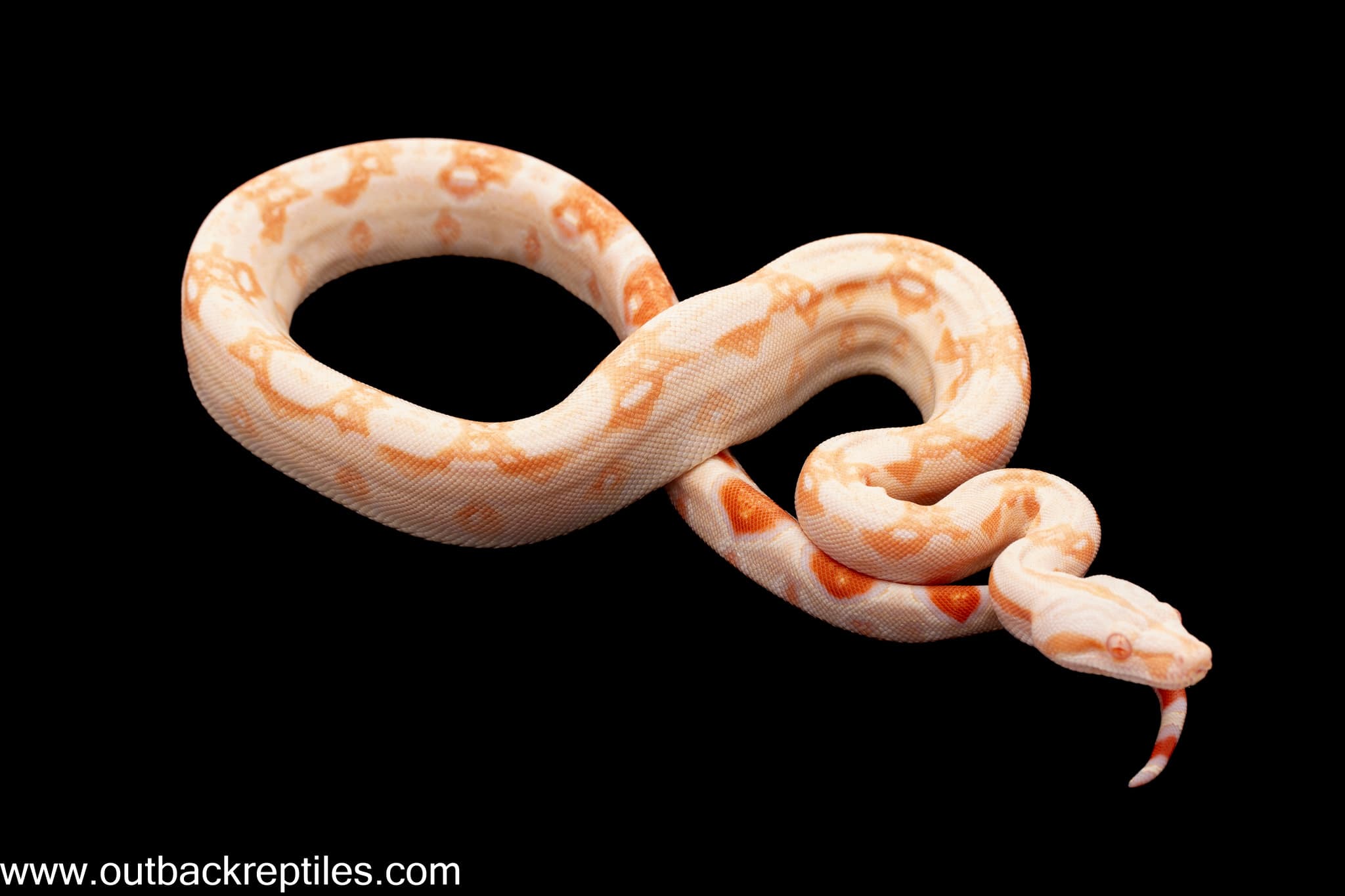 2026 Sharp Albino Columbian Boa- Female 2