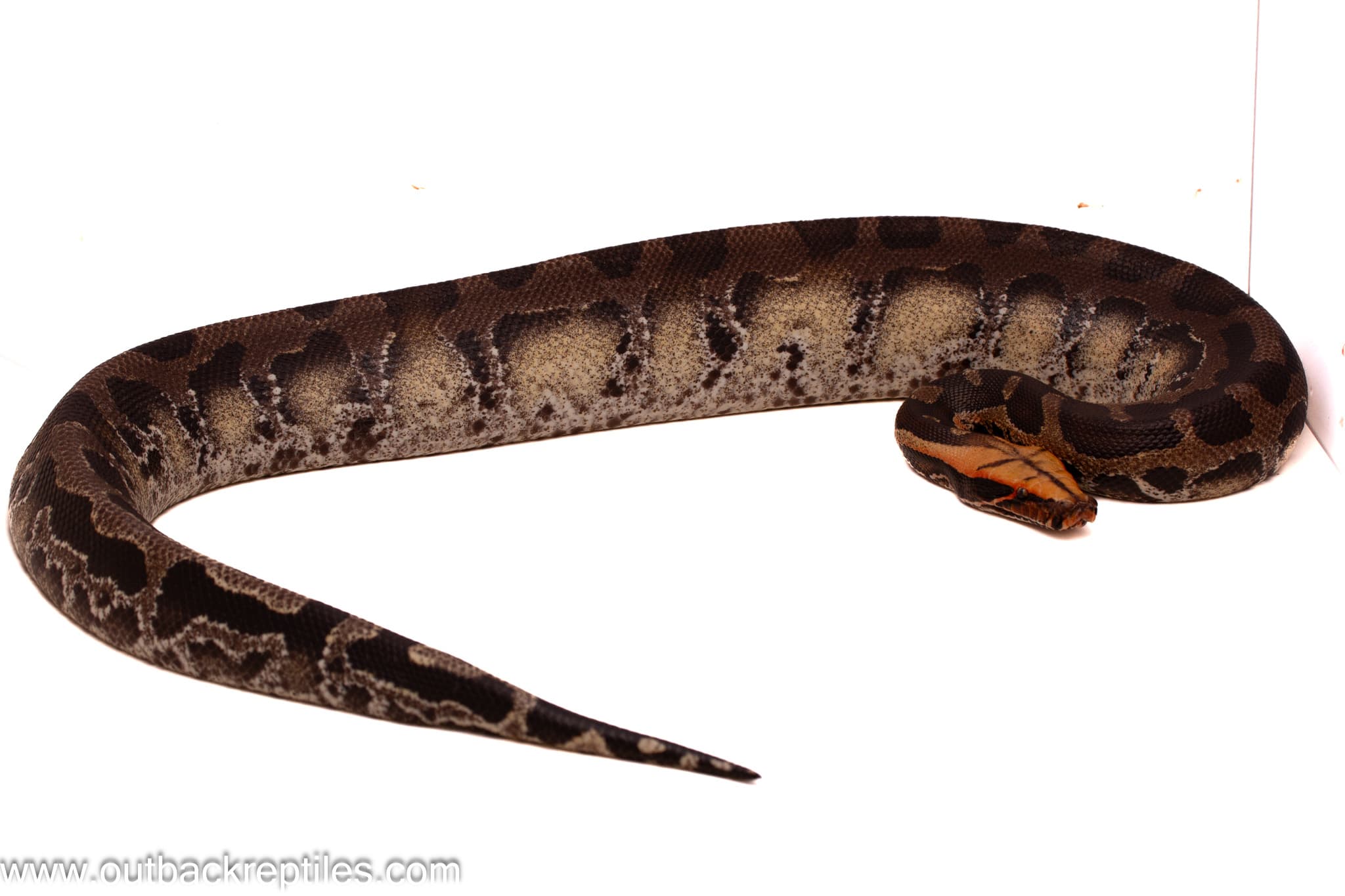 Subadult Yellow Headed Black Sumatran Blood Python- Female - thumbnail 2