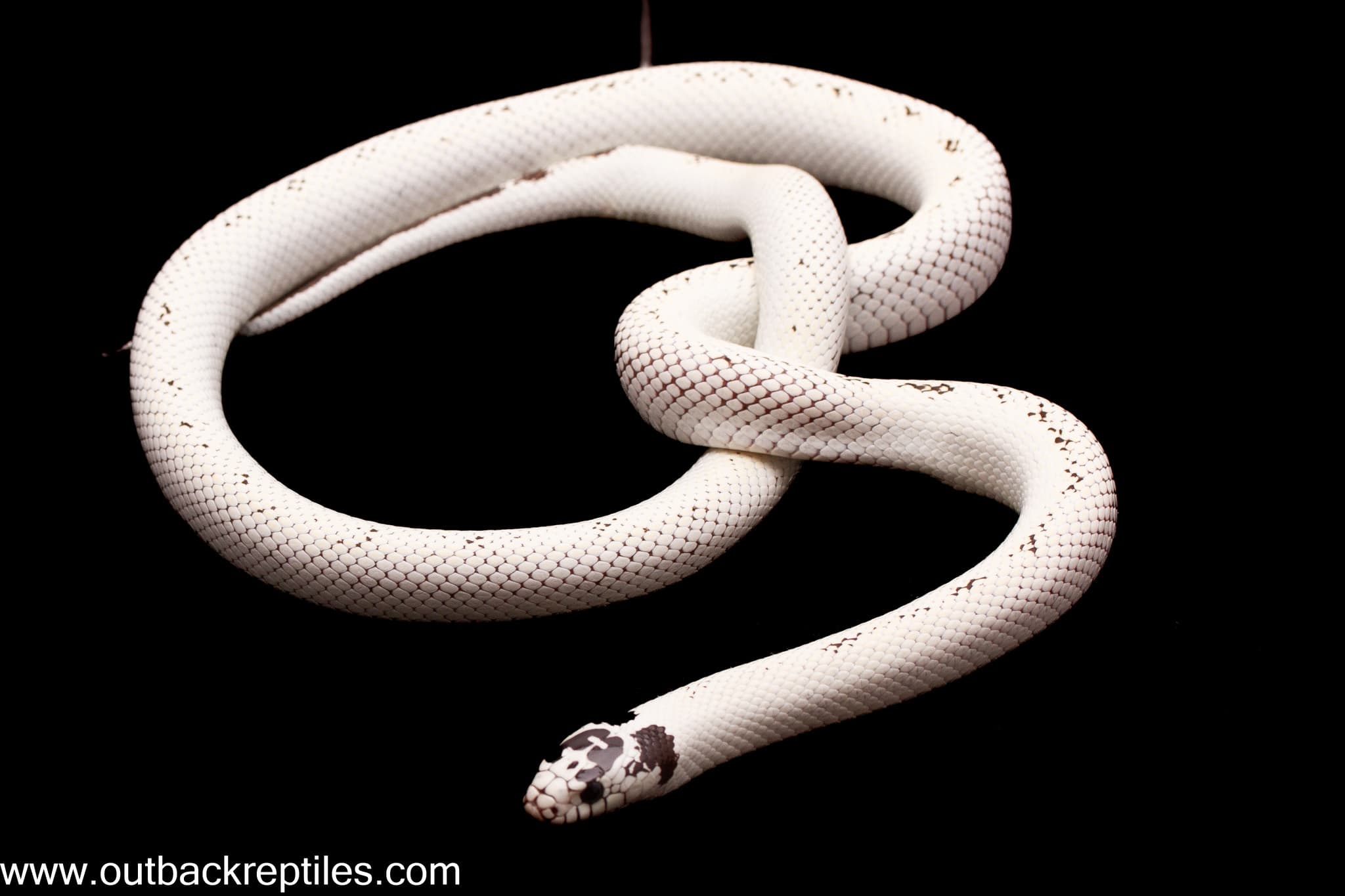 2025 High White California Kingsnake- Female #1