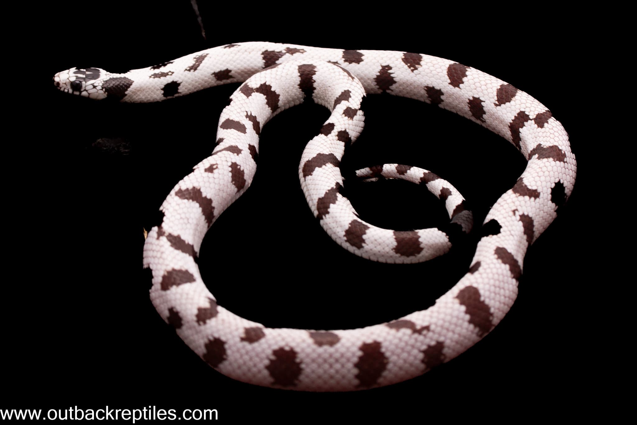 2025 High White California Kingsnake- Female #3